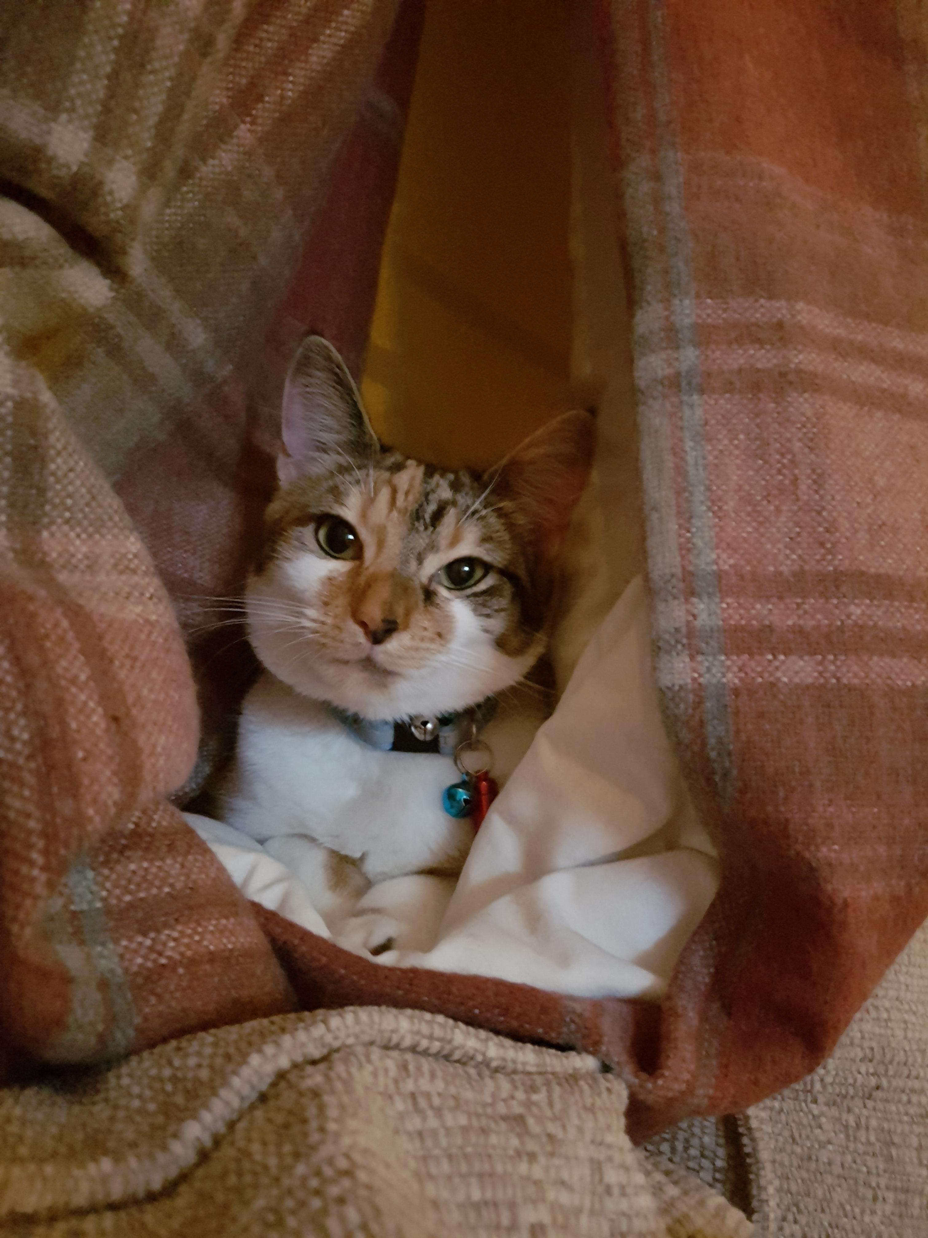 My Moo Cat Hiding in the Curtain Base