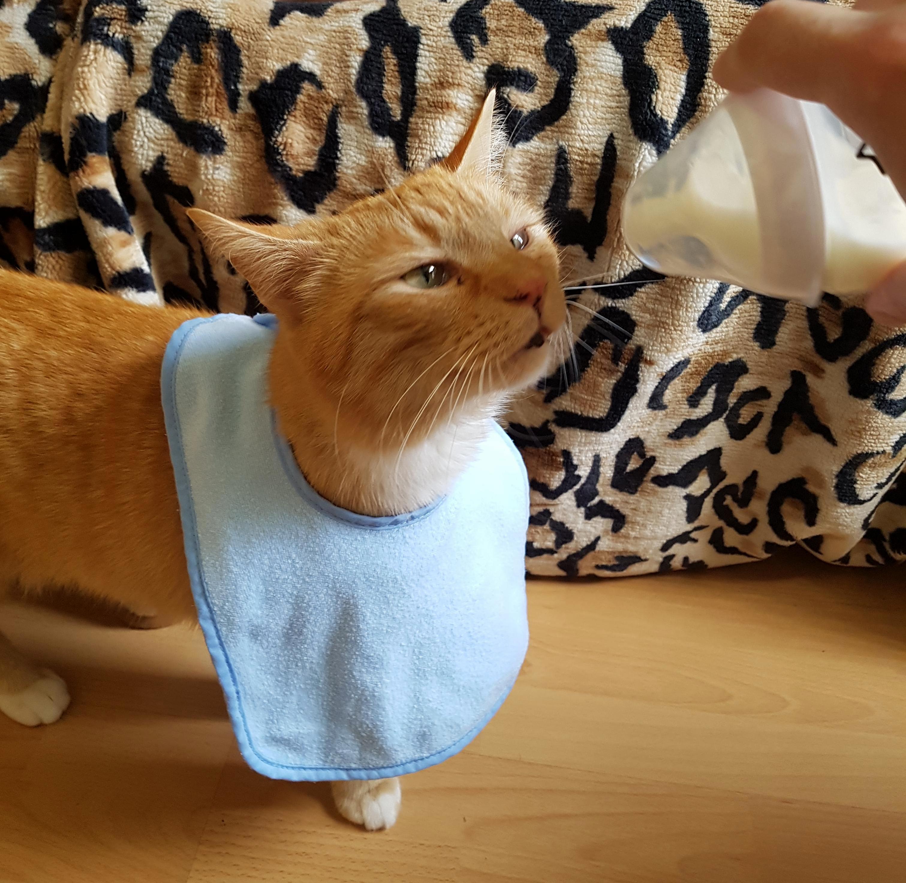 My Name Is Gingerbread Cat and I Am Ready for My Feed
