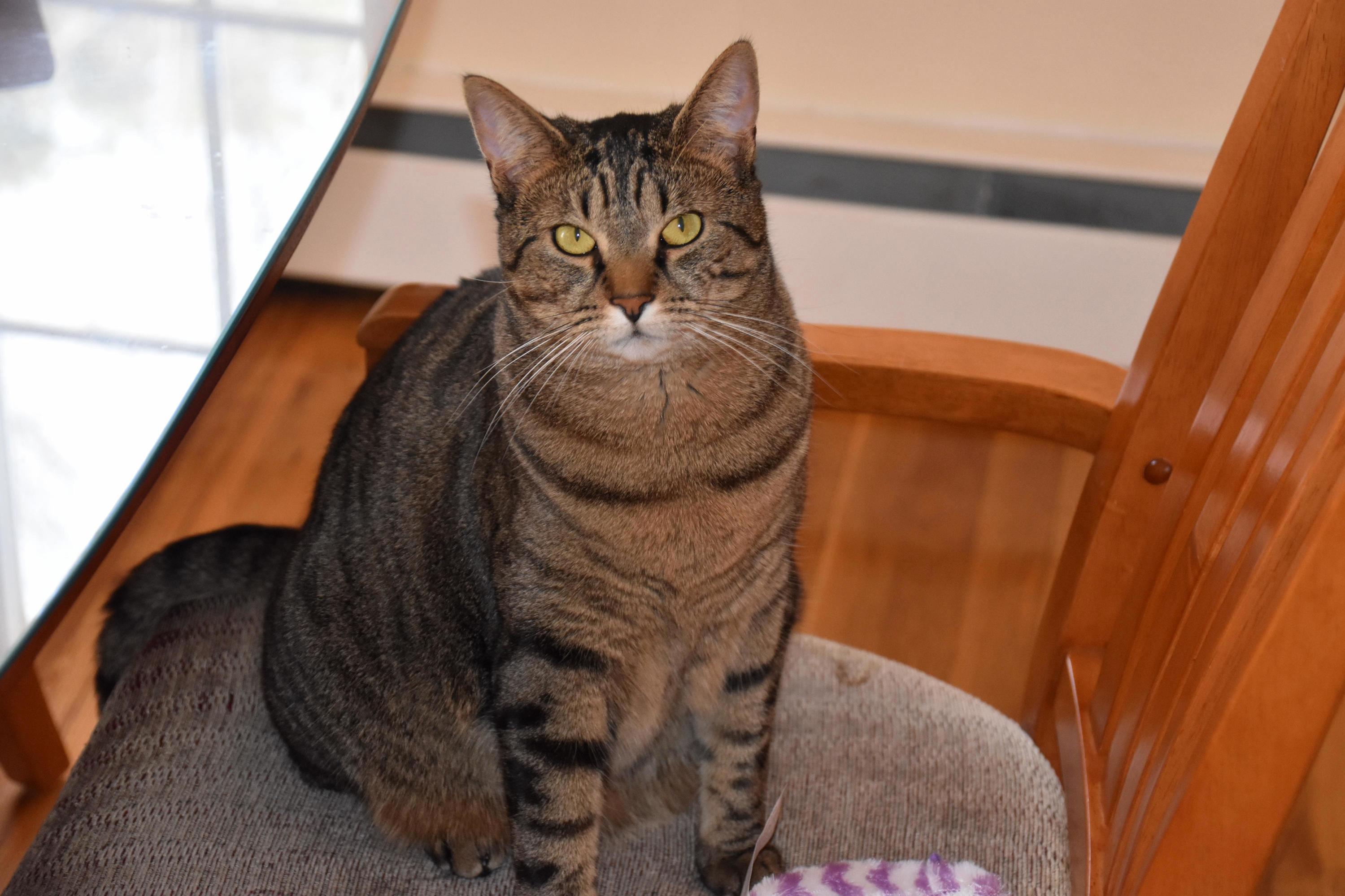 My Pretty Kitty Orianna