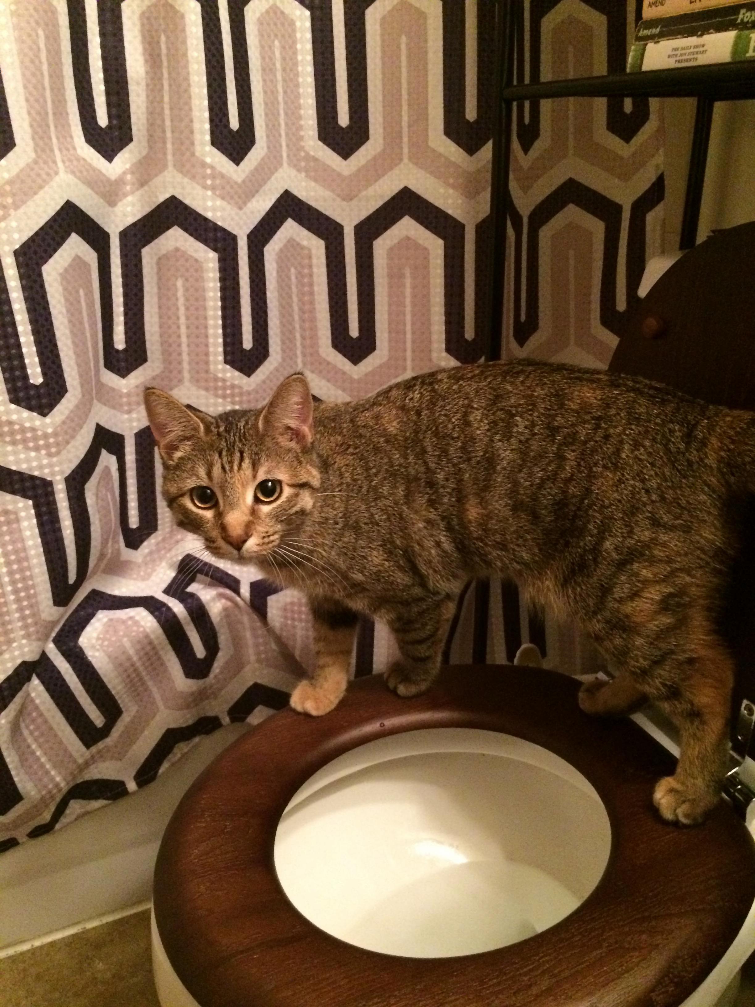 My Wife and I Have Finally Finished Training Our Cat Ripley to Use a Toilet Instead of a Litter Box. Ama About Toilet Training for Cats