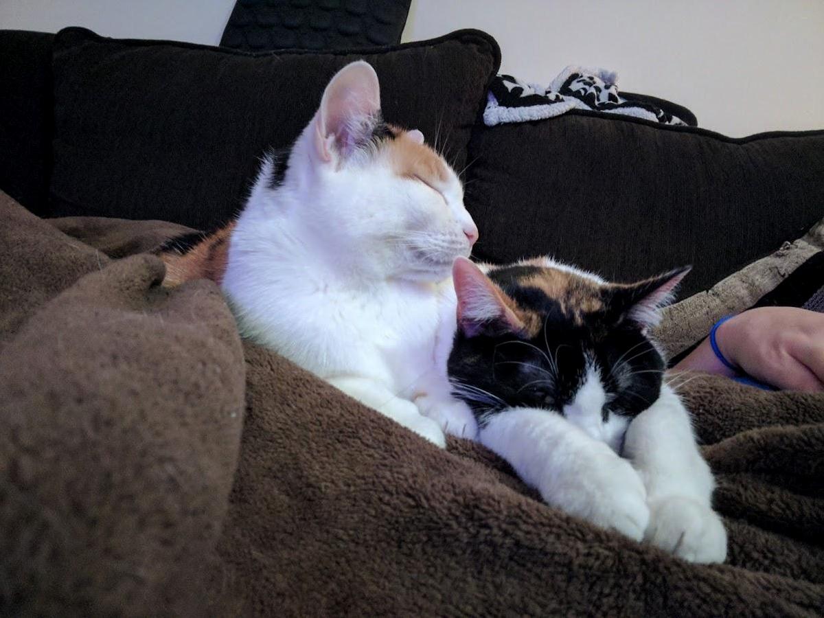National Pet Day Activity