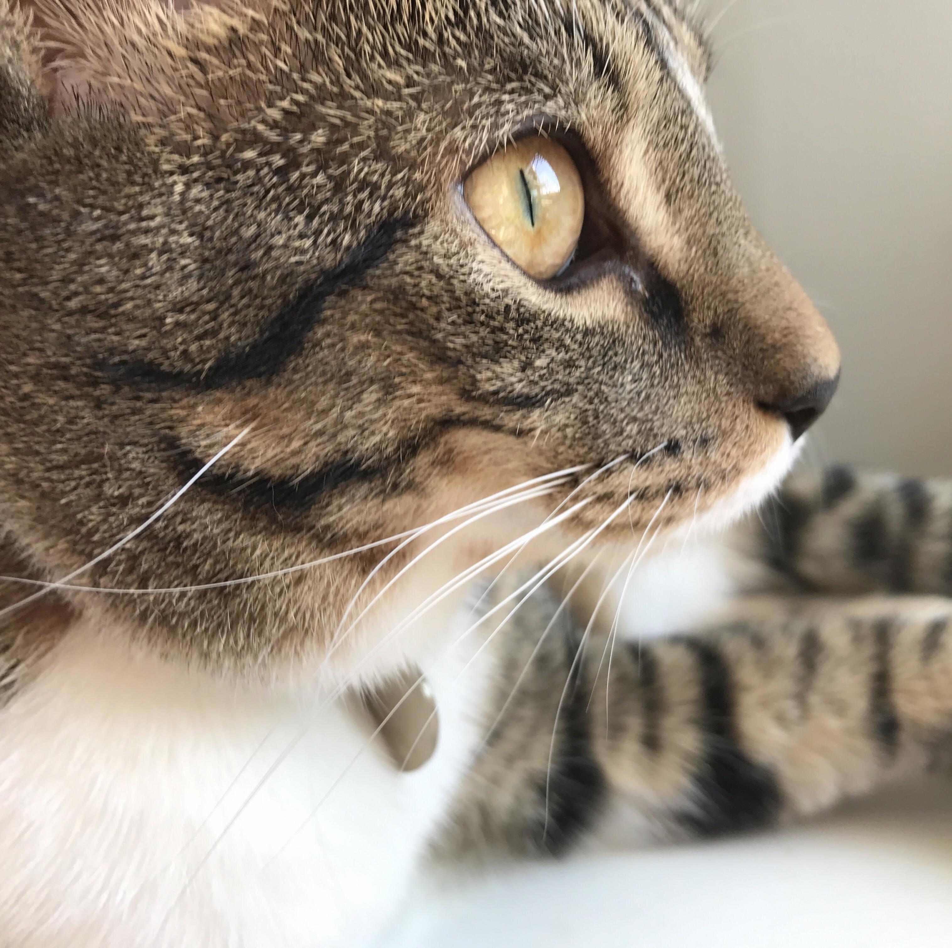National Pet Day Portrait of Koopa