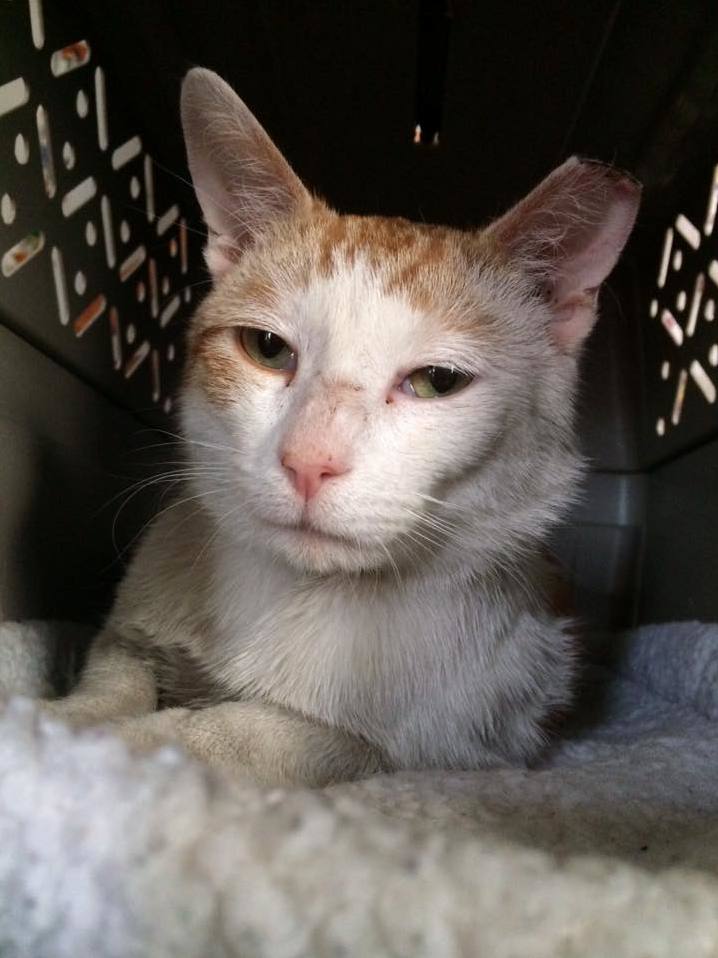 New Foster Cat Bartolo Big Sexy My Sweet 5 Yo Kitty Went to the Bridge Last Week and My Heart Was Aching. Bart Is Such a Love.