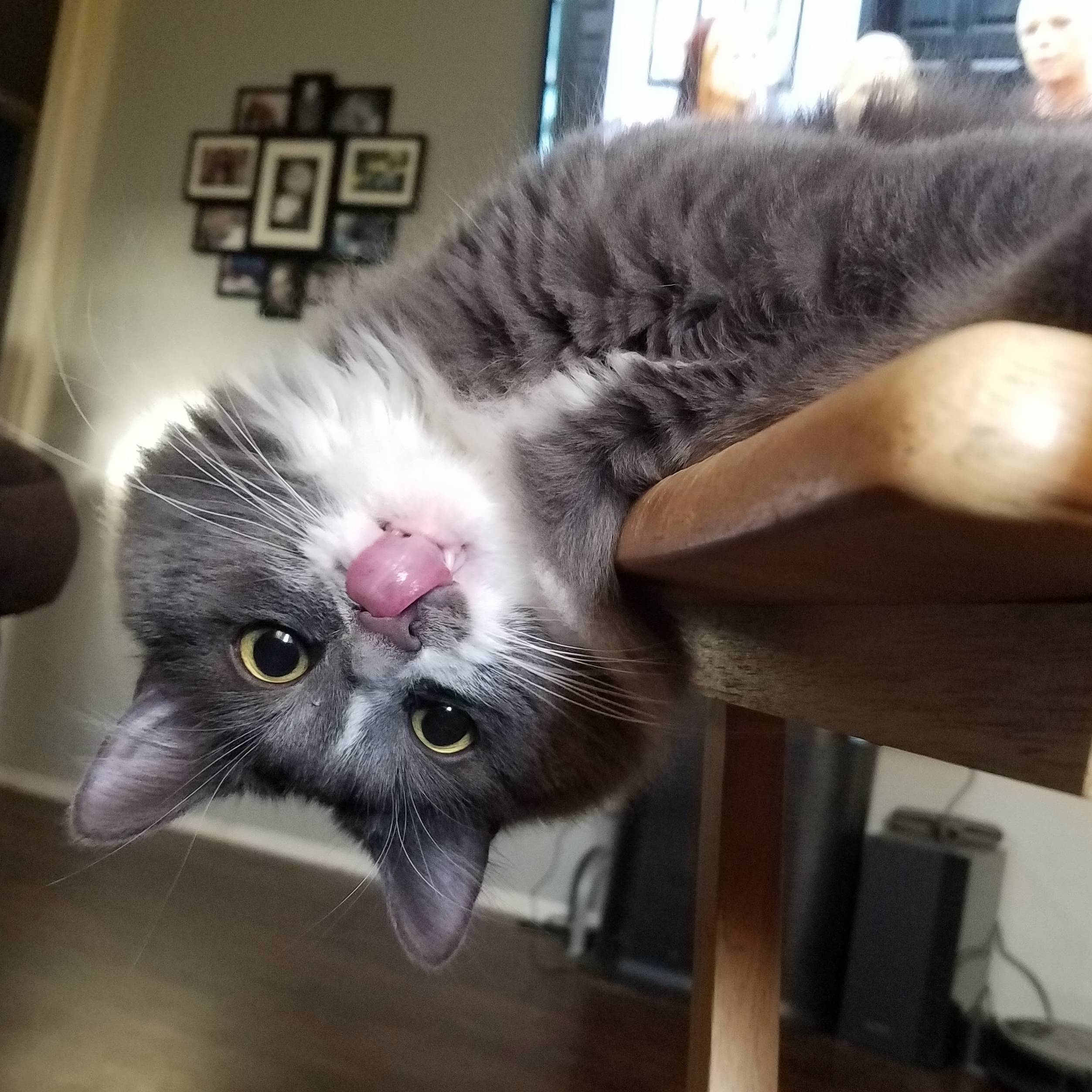 Our Resident Goofball Millie. We Ve Had Her Since She Was 1 Week Old and Were Nearing an Entire Year of Laughs