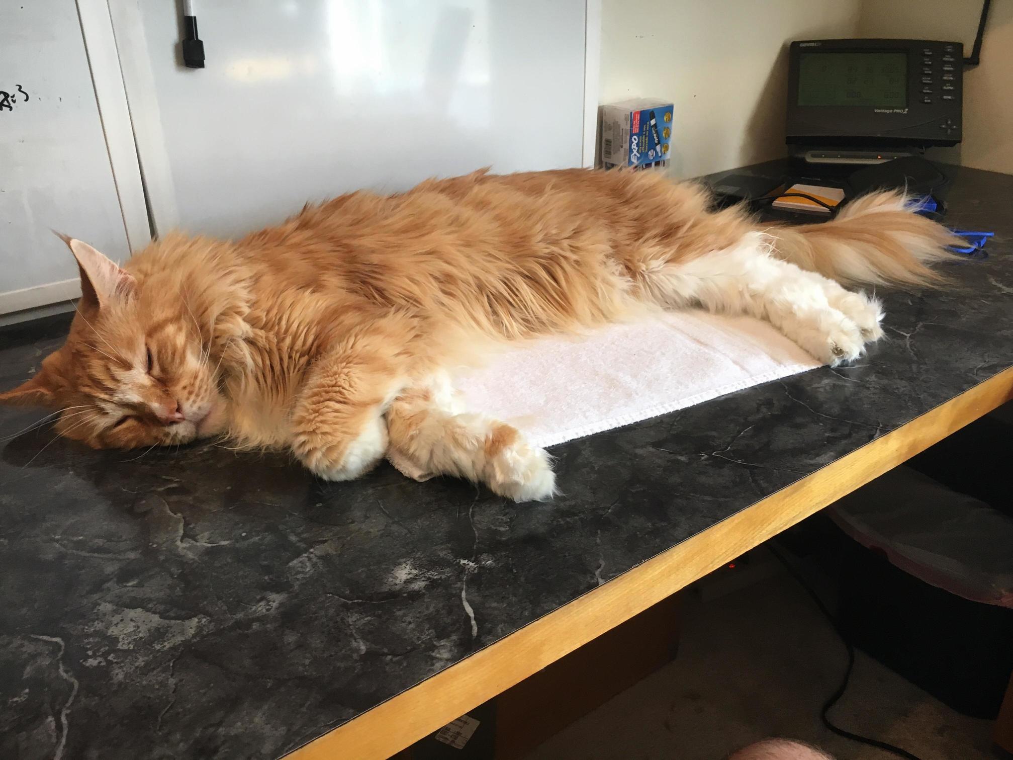 Post-tuna Coma