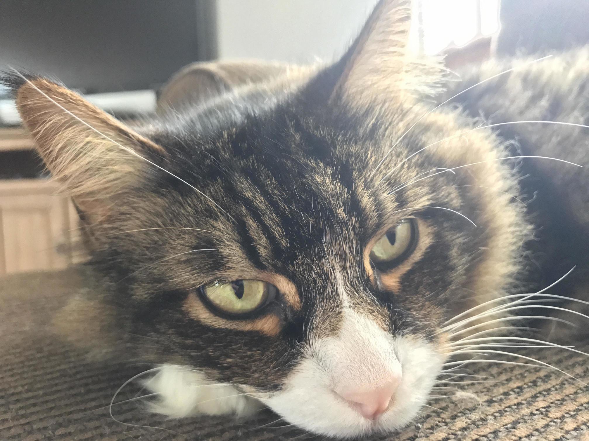 Sleepy Kitty