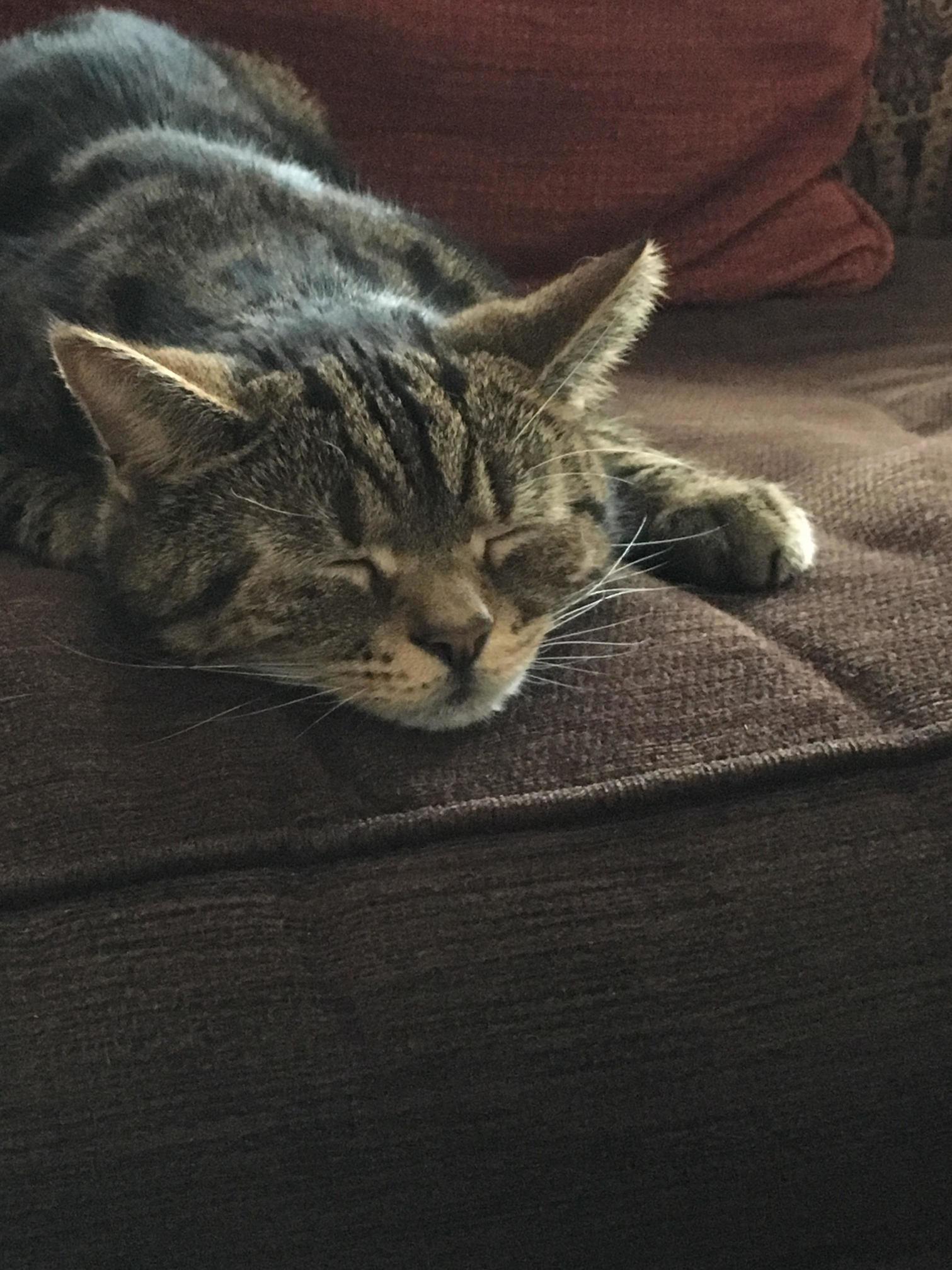 Sleepy Tigger