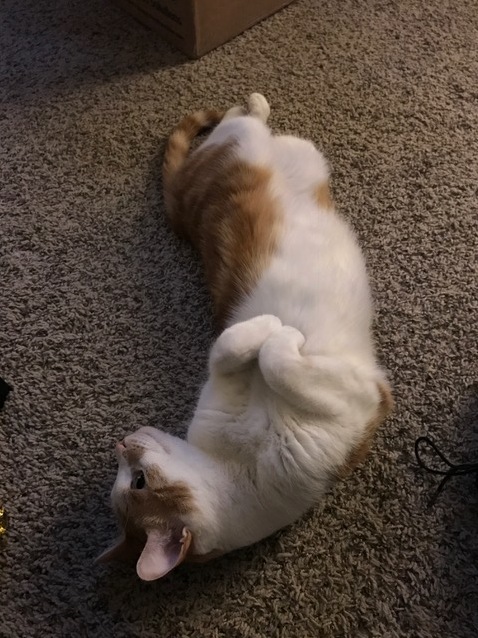 Soft Paws