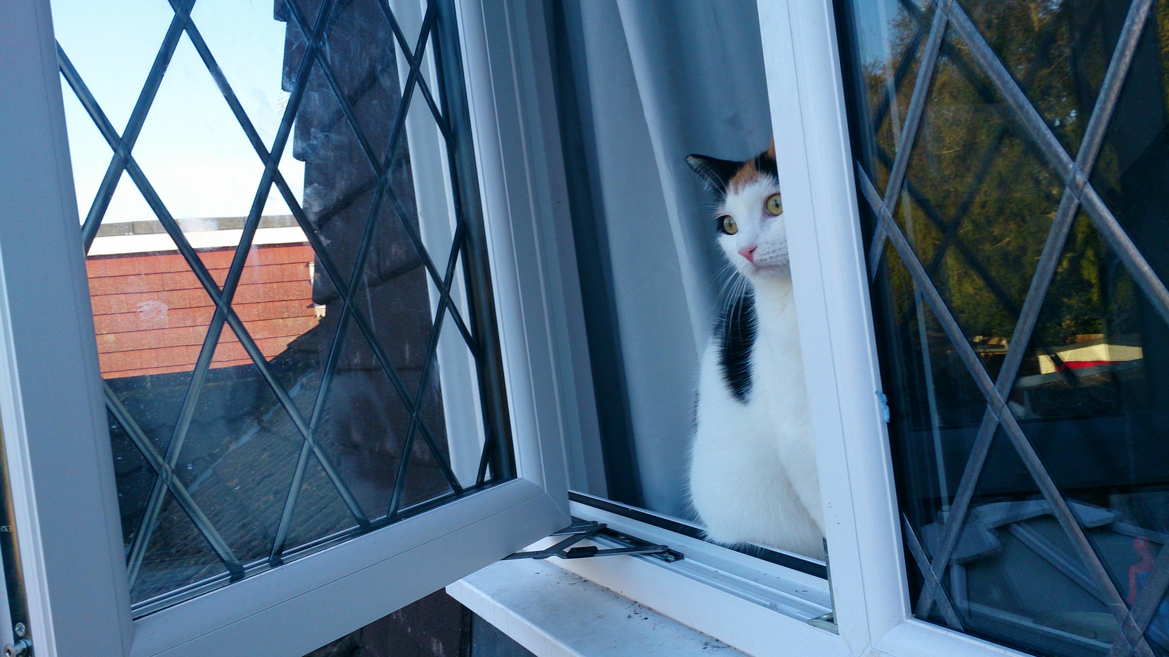 Suki My Shy Cat.