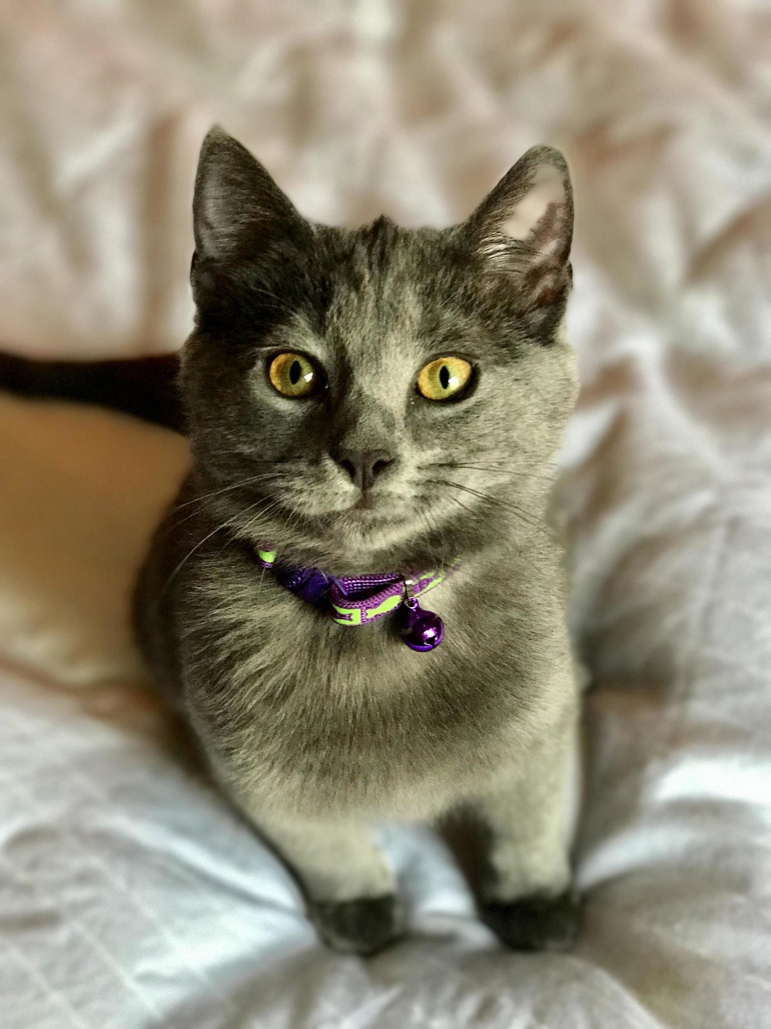 The Sweet Mrs. Norris.