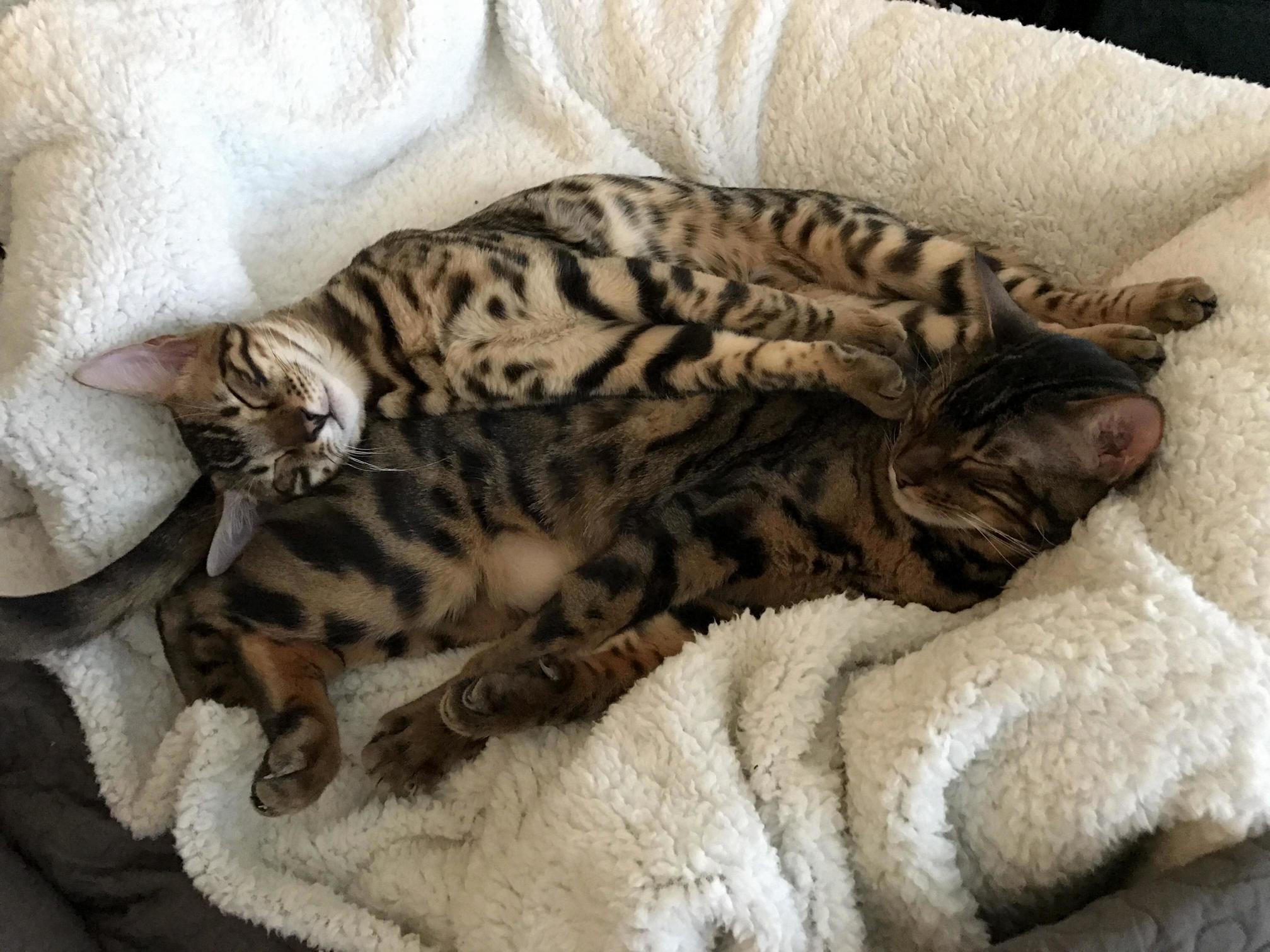 This Almost Looks Comfortable