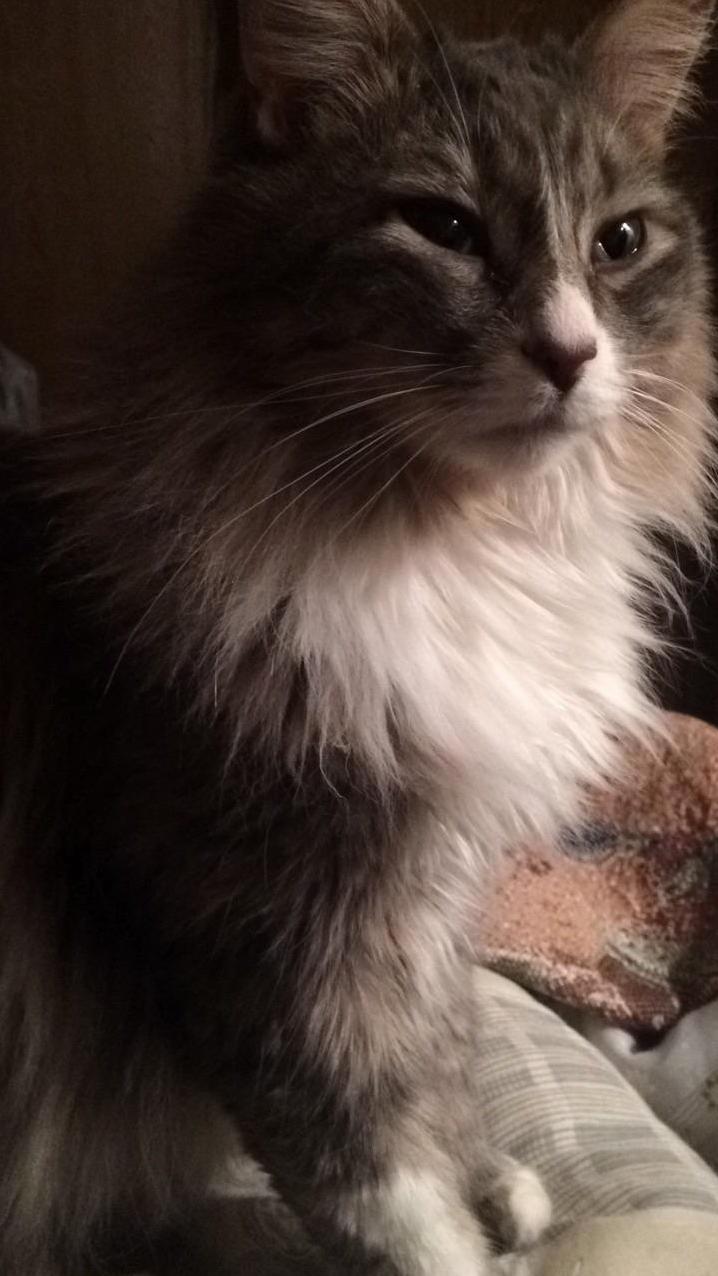 This Is Hercules. We Also Call Him Jerkules. He Might Be Damn Handsome but Hes a Jerk