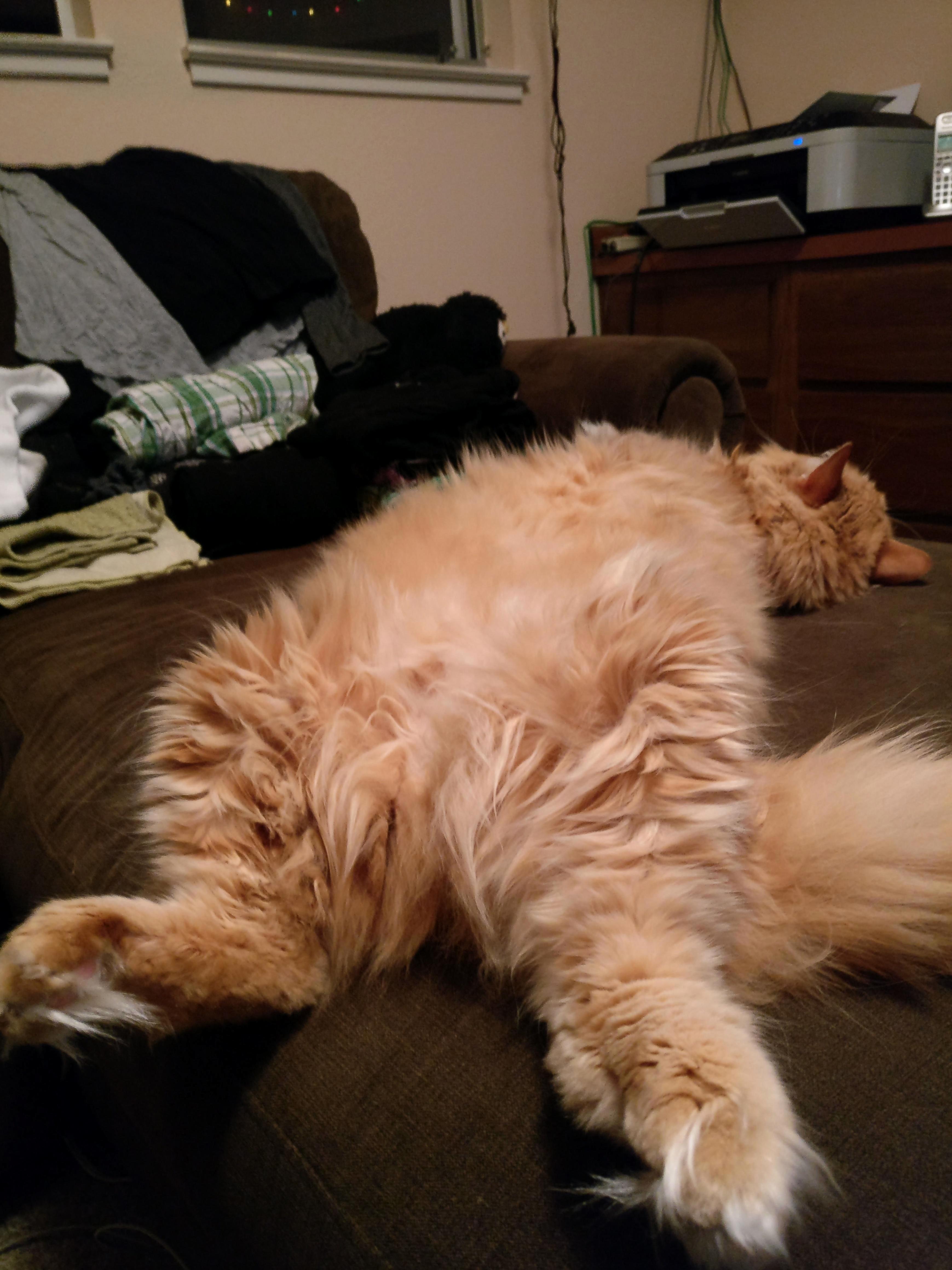 This Is How Mika Is Celebrating National Pet Day