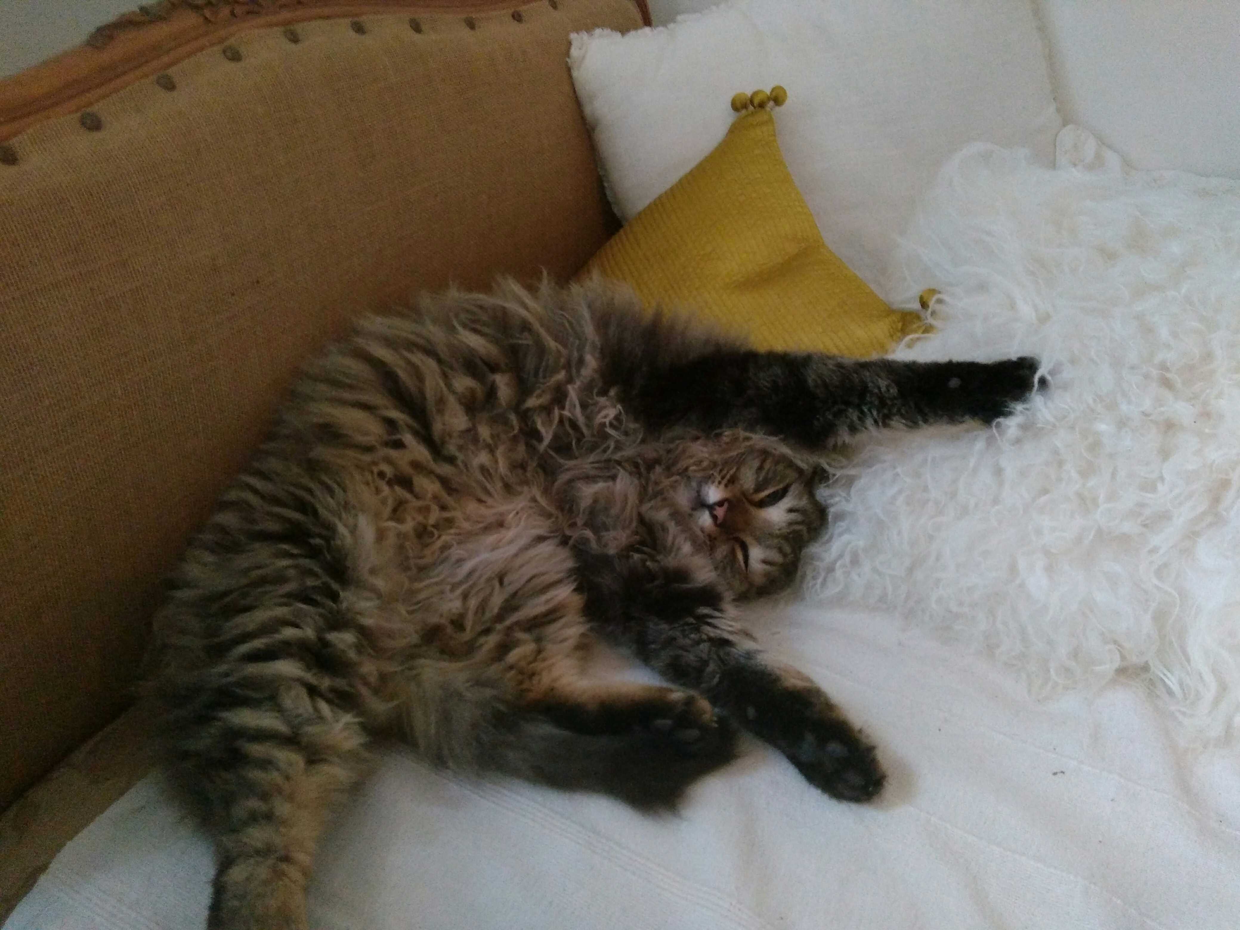 This Is Jake. He Spends Most of His Time Outside Chasing Down Every Living Beings but When He Does Get Home He Becomes This Weird and Adorable Thing