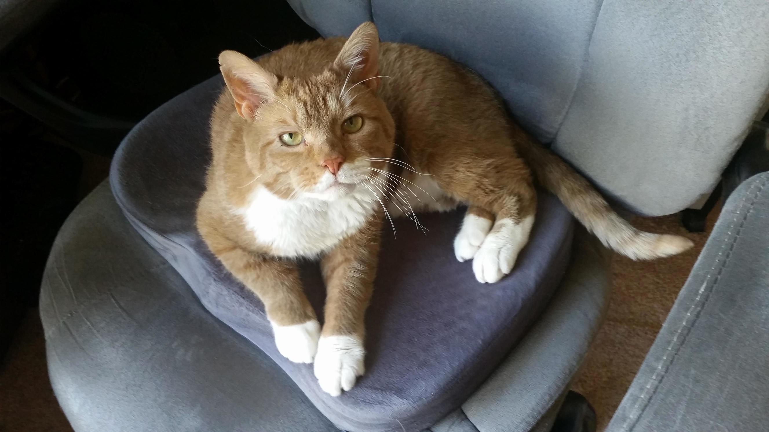 Tomorrow I Take This Handsome Boy Back to the Sanctuary to Go Up for Adoption. Fostering Him Has Been a Delight. I Will Miss This Meatball.