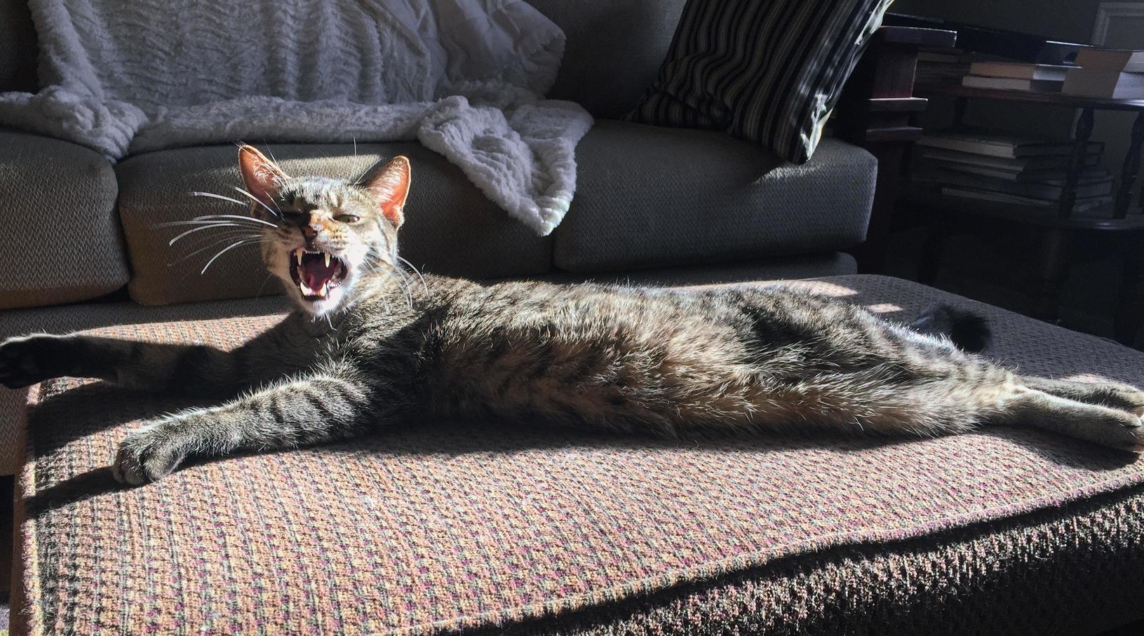 Trooper Caught Mid Yawn