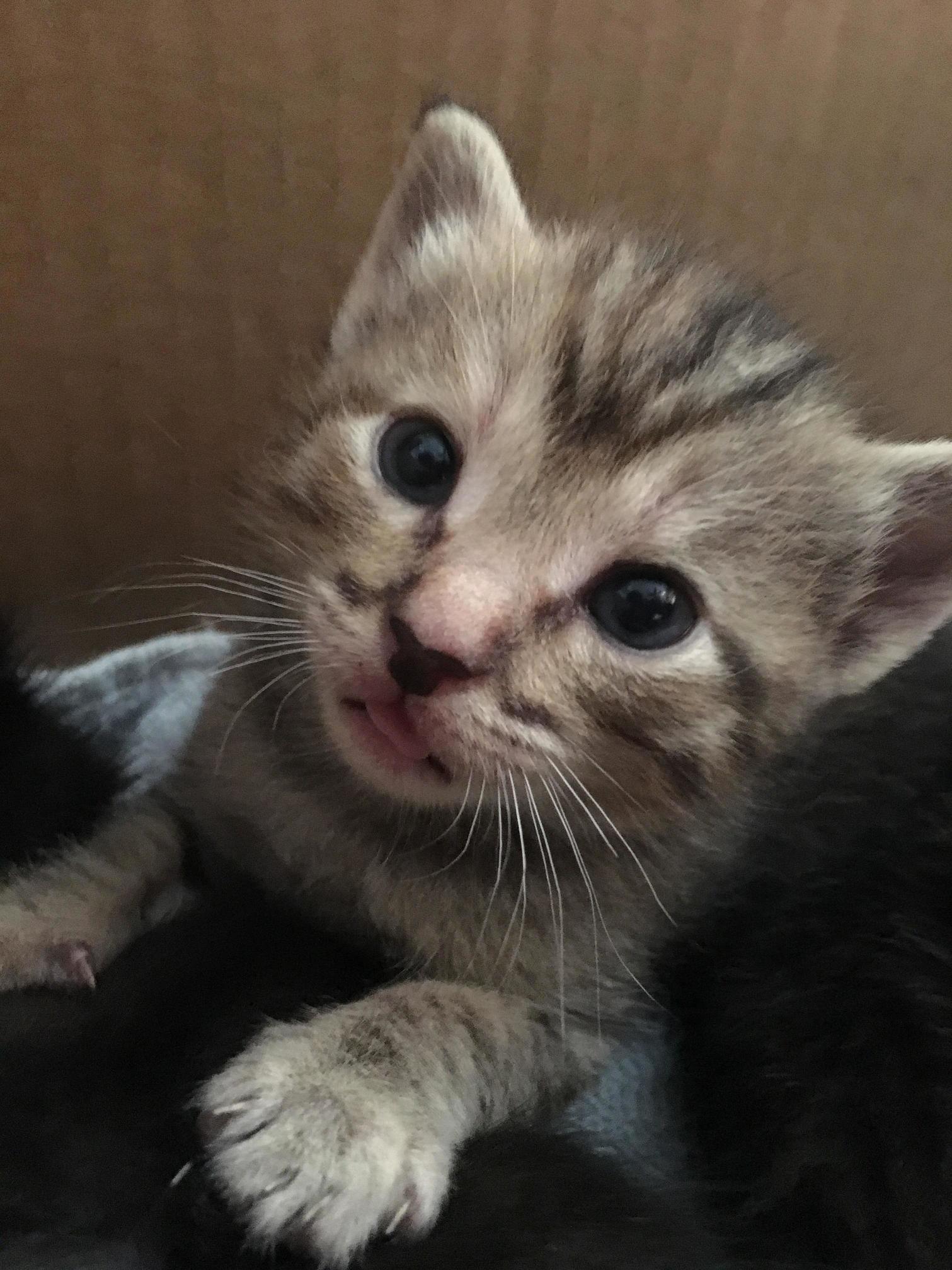 Two Week Old Mustachioed Kitten Blep.
