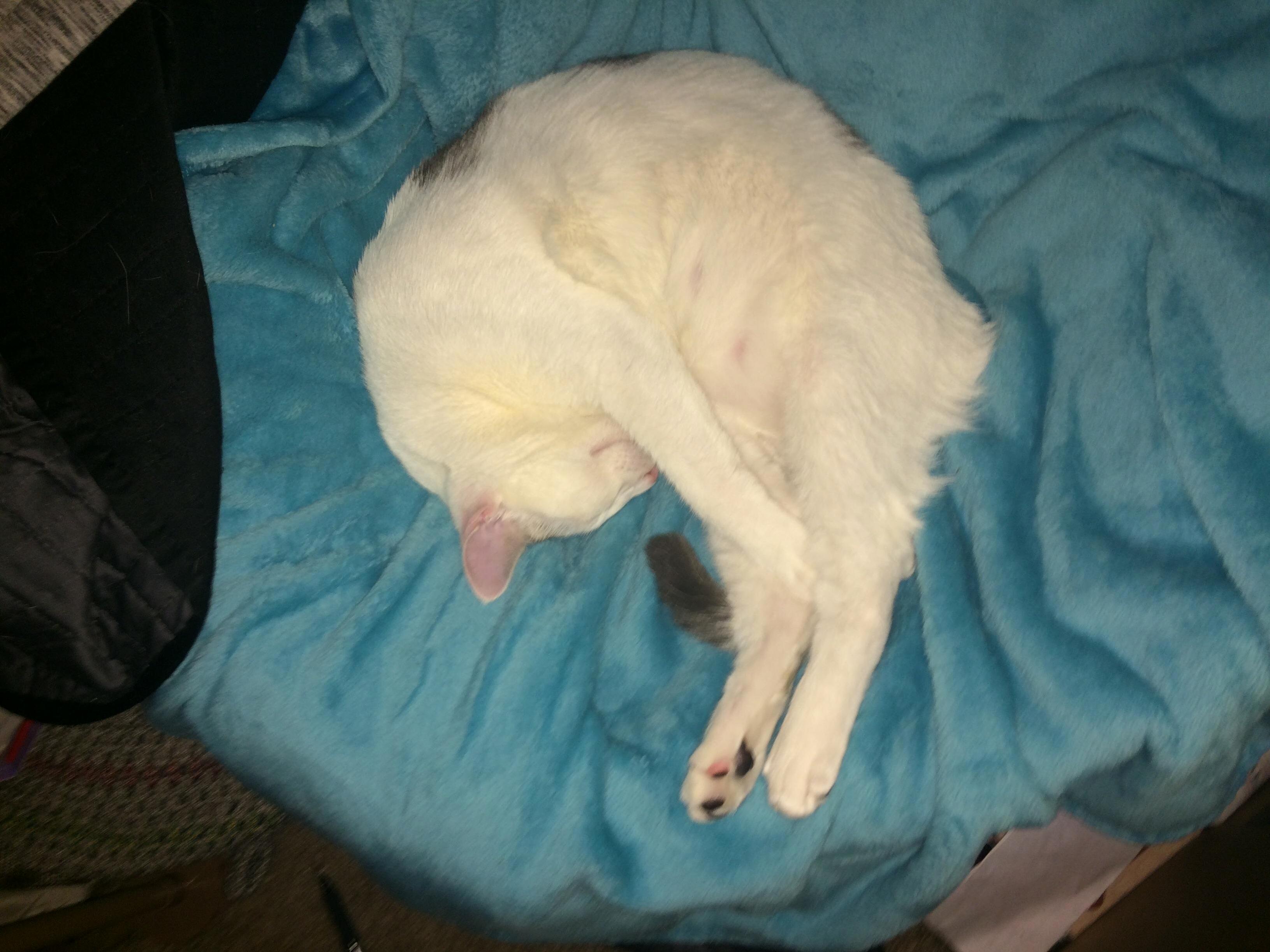 Was Trying to Get a Good Shot of Him Rolled Up in a Little Donut but the Shutter Noise Woke Him Up and He Streeeeetched to This.