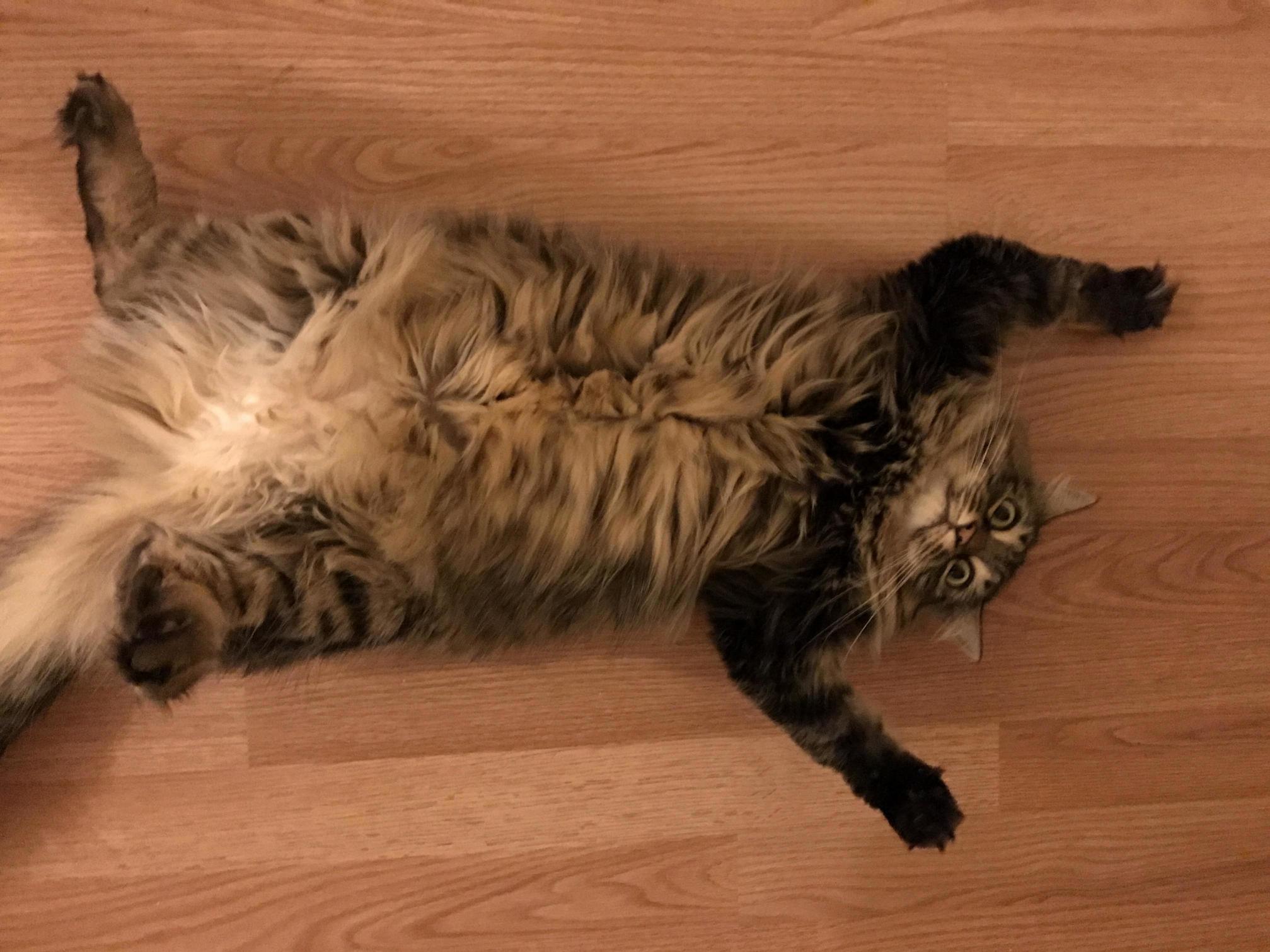 We Found This Skinny Kitten in a Mall Parking Lot 2 Years Ago. Now Shes a Feisty Ball of Floof.
