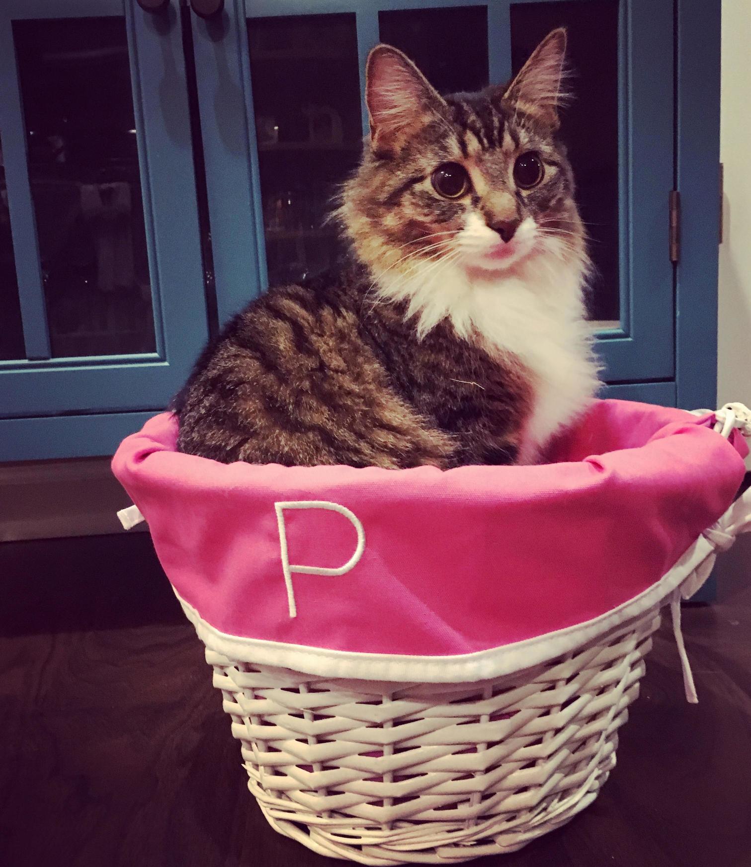 When Your Mom Doesnt Have Grandkids So She Buys Your Cats Monogrammed Easter Baskets