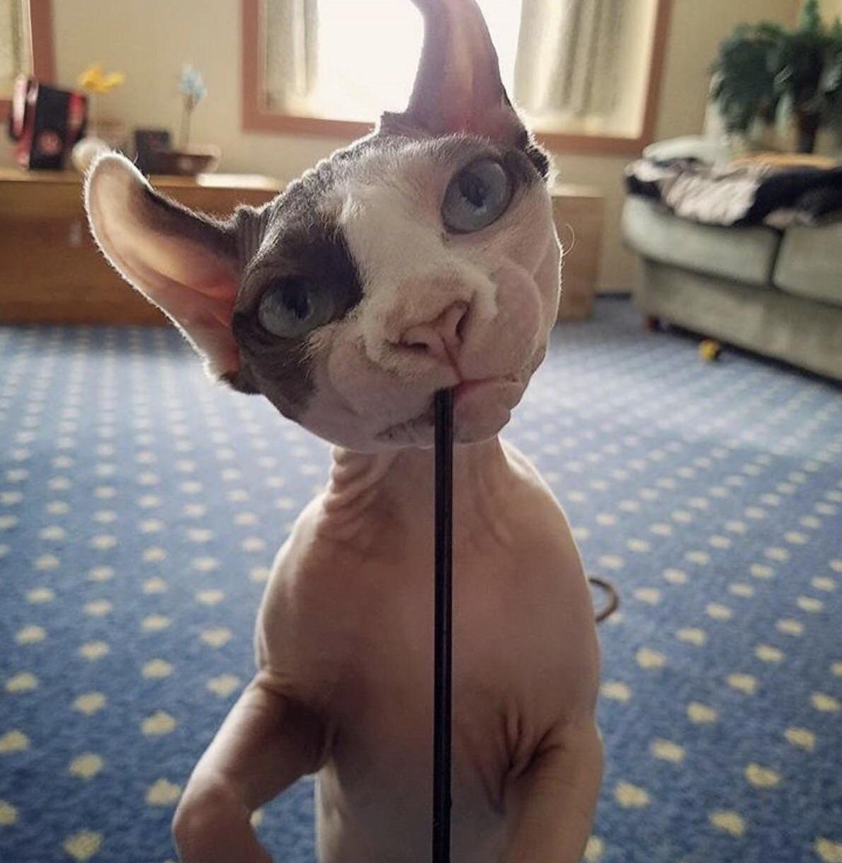 Where Can I Find Sphinx Kittens in Ct