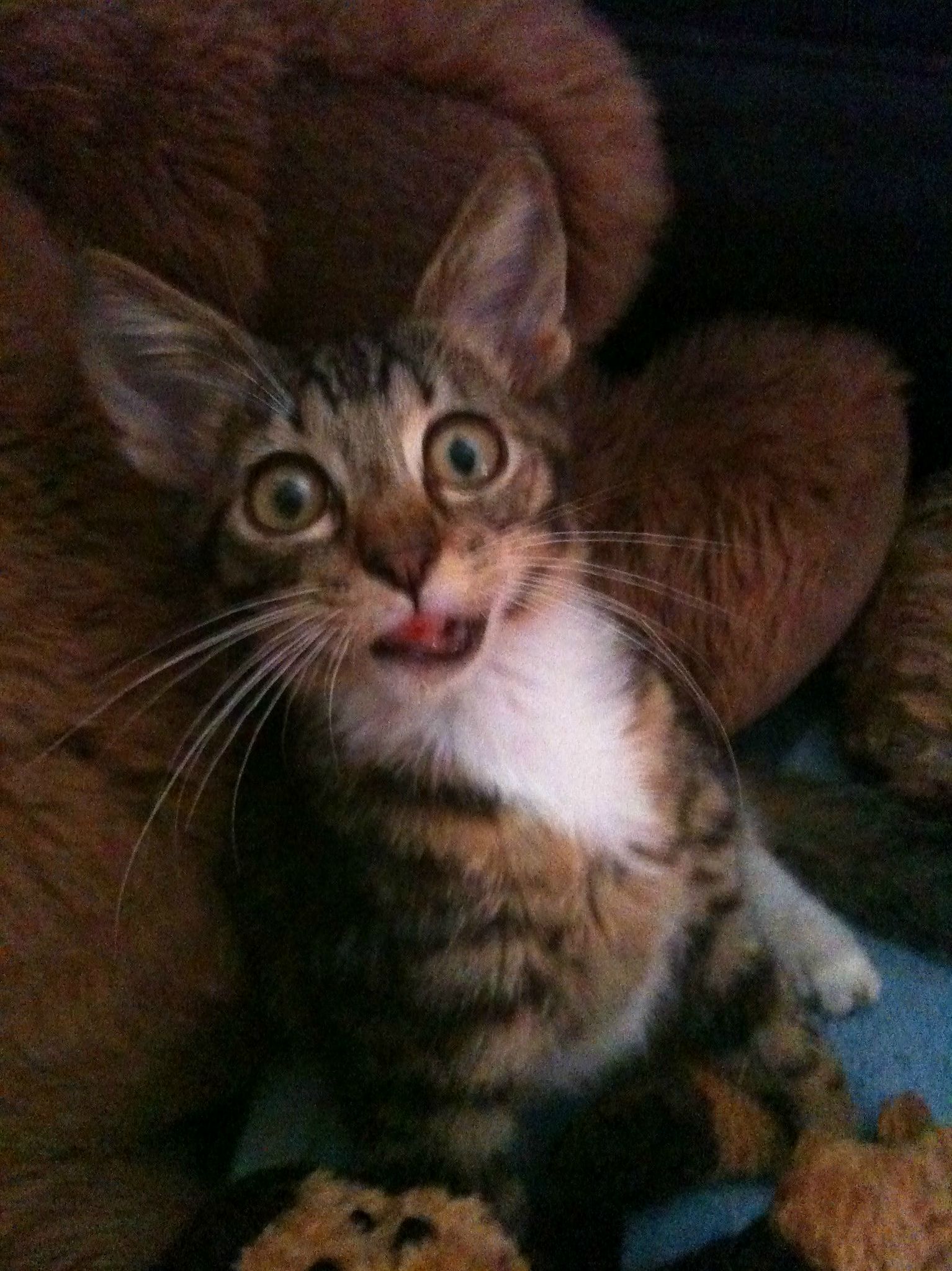 4 Years Ago Axl Was Found Inside a Car and Brought Home. He Was Emaciated Had a Busted Lip and a Broken Tail but Was One of the Cutest Kittens I Had Ever Seen.