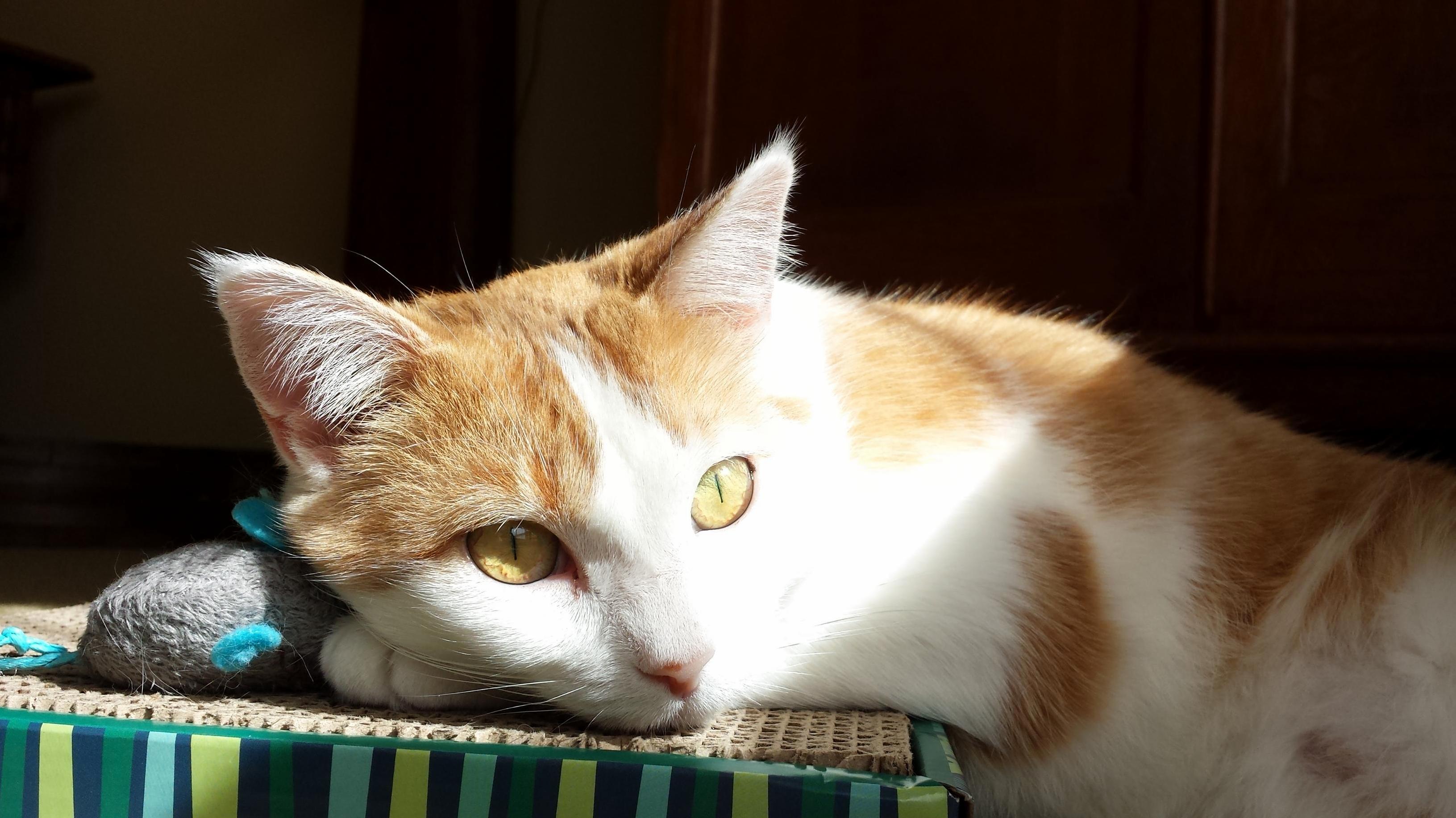 6 Months Ago This Past Friday Mia Adopted Us
