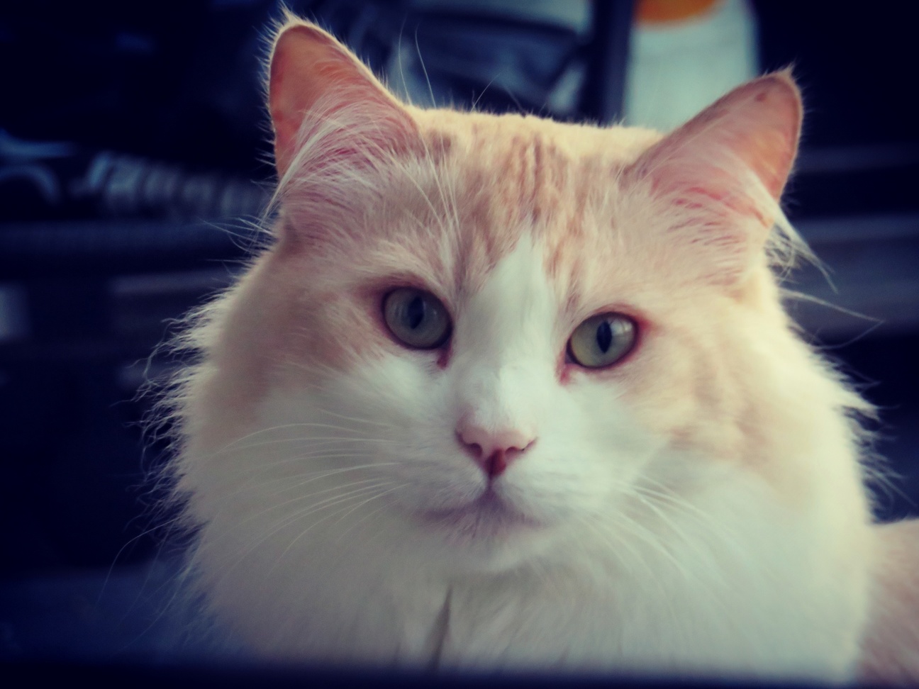 8 Year Old Tom Rescued Him 4 Years Ago Today