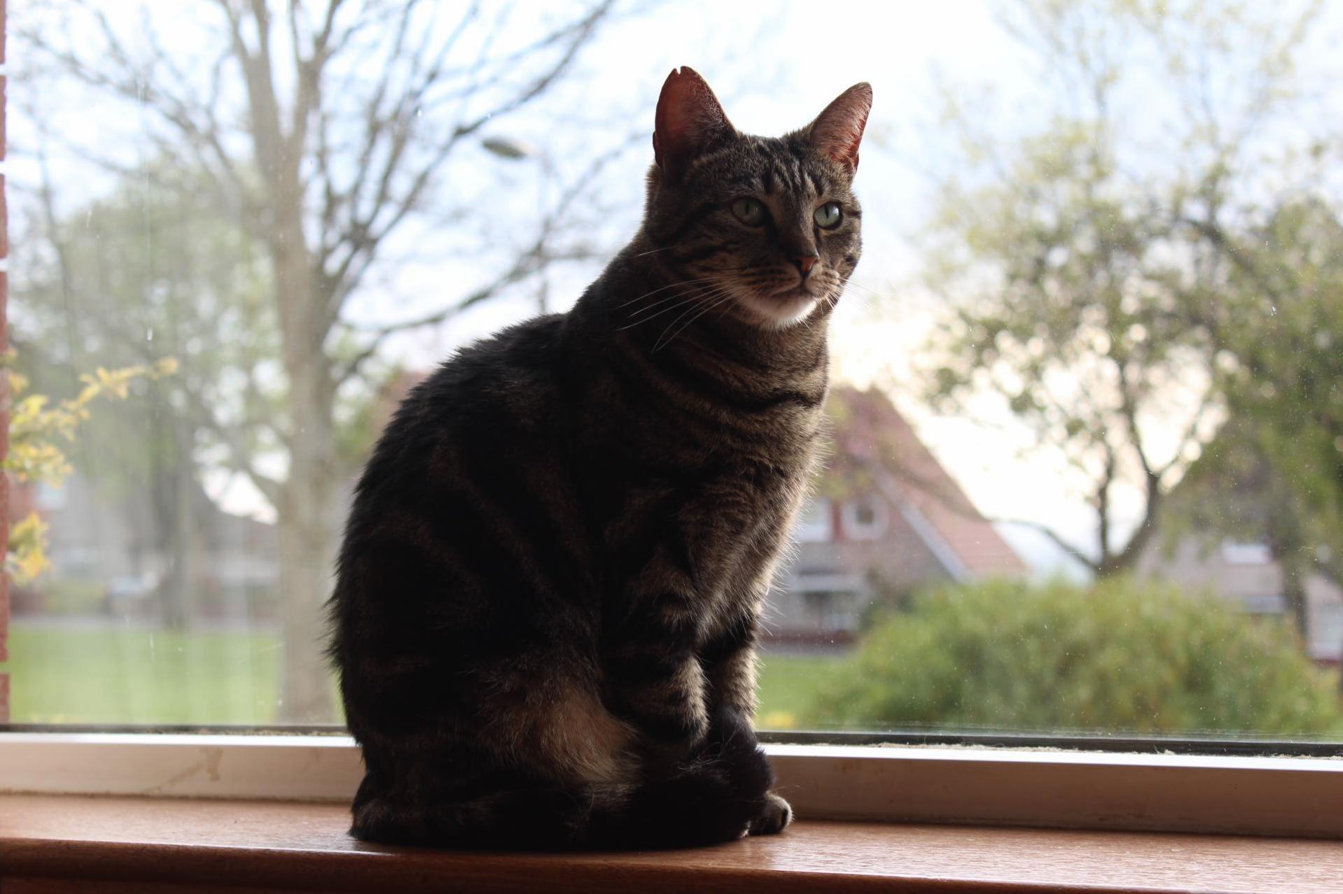 A Brief Glance Back from Surveying the Kingdom... Ft. Cleo