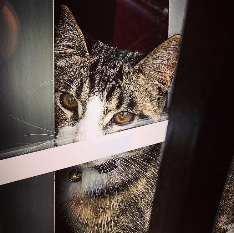 A Captivating Gaze.