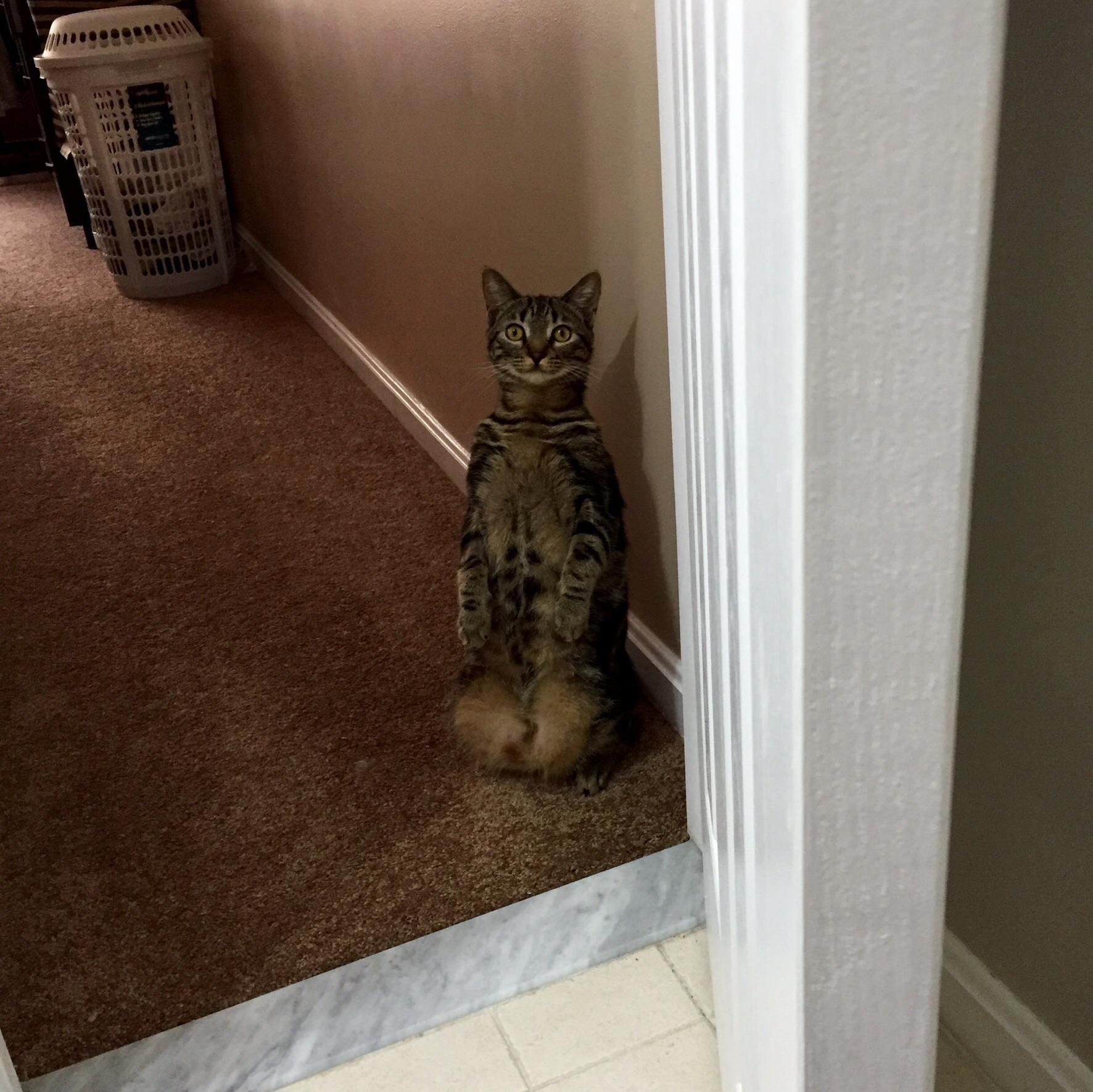 A Cat Doing Cat Things... No Big Deal