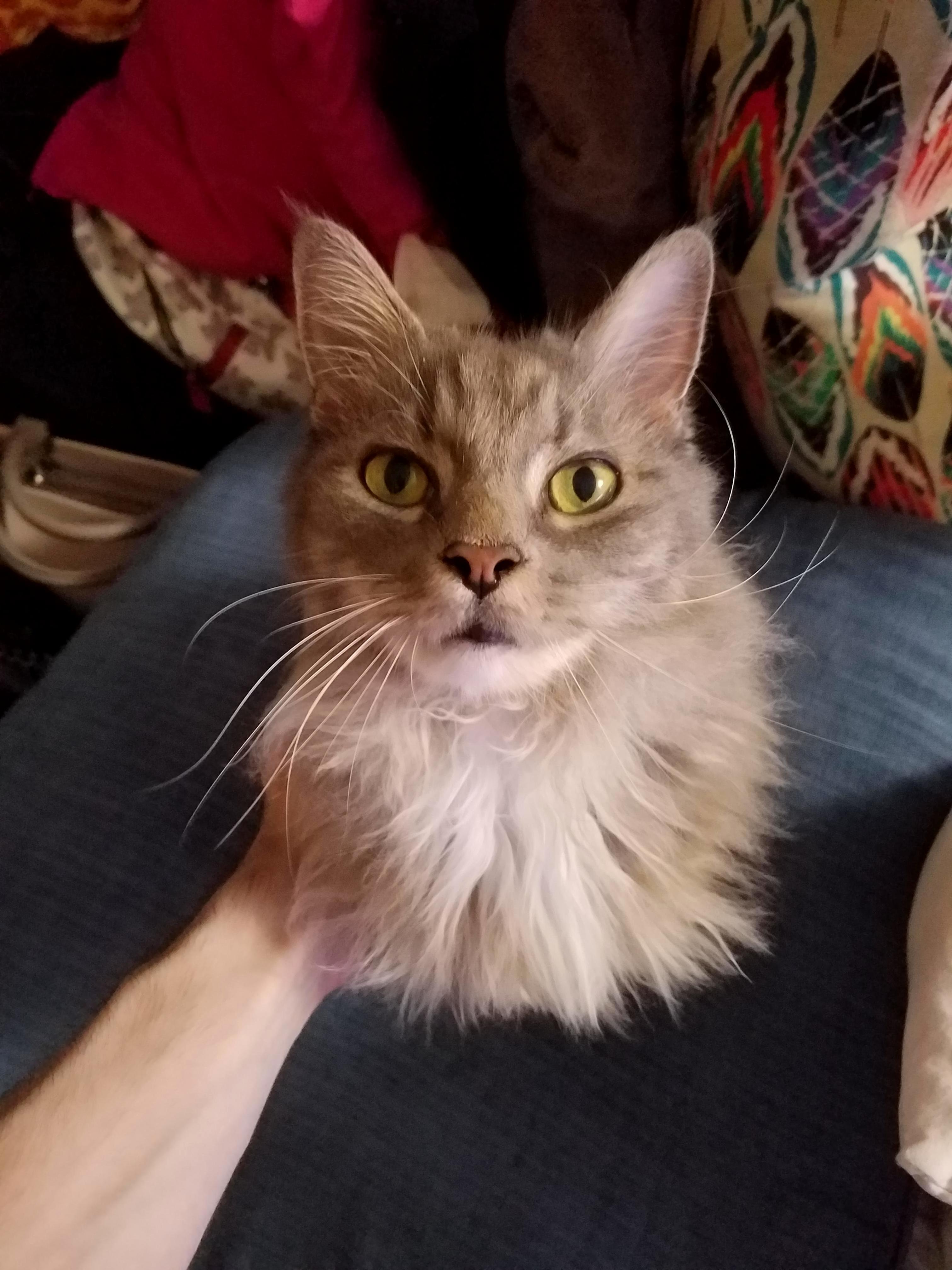 A Face of Love and Whiskers of Tilde