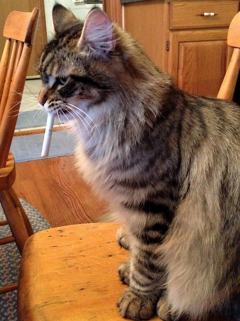 A Friends Maine Coon Who Steals Cigarettes and Hides Them Around the House.