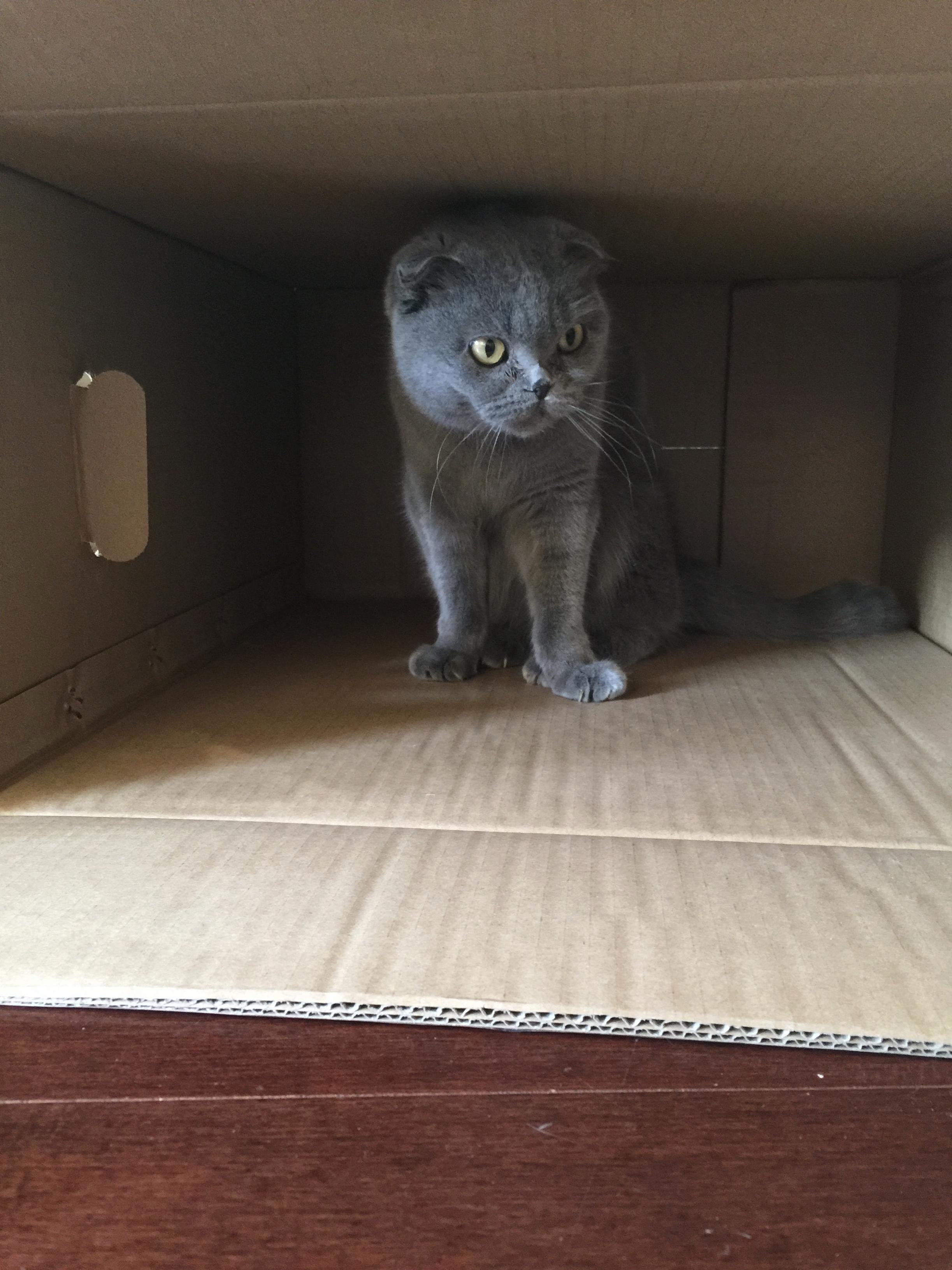 A Good Thing About a New Pc Case She Can Enjoy Her New Box