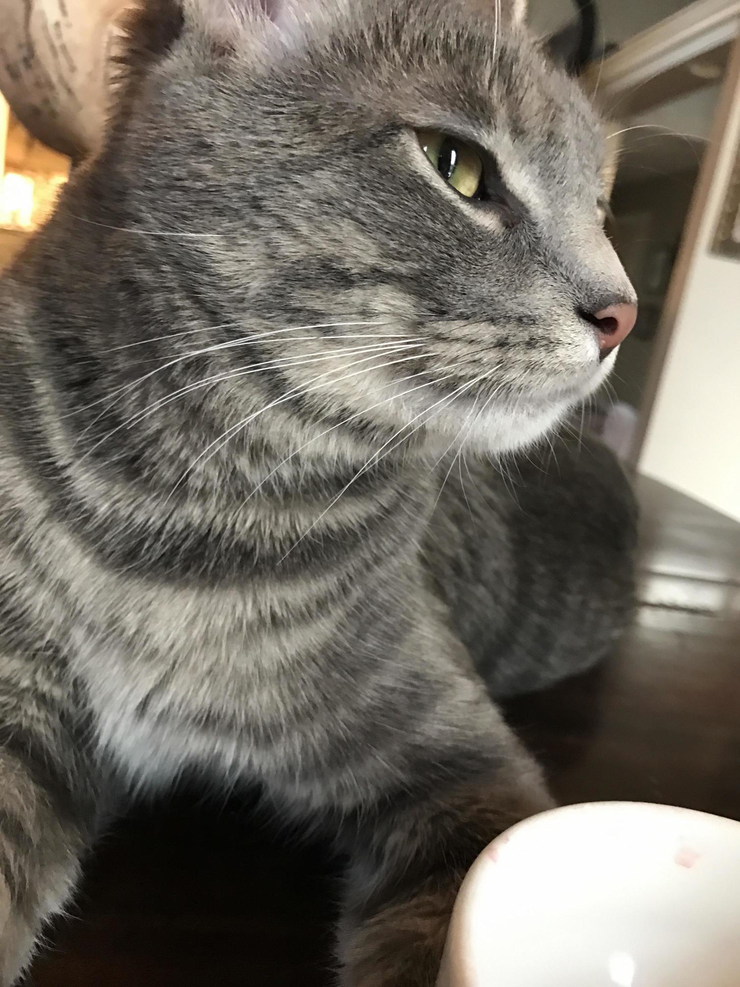 A Mid-morning Nap on the Table