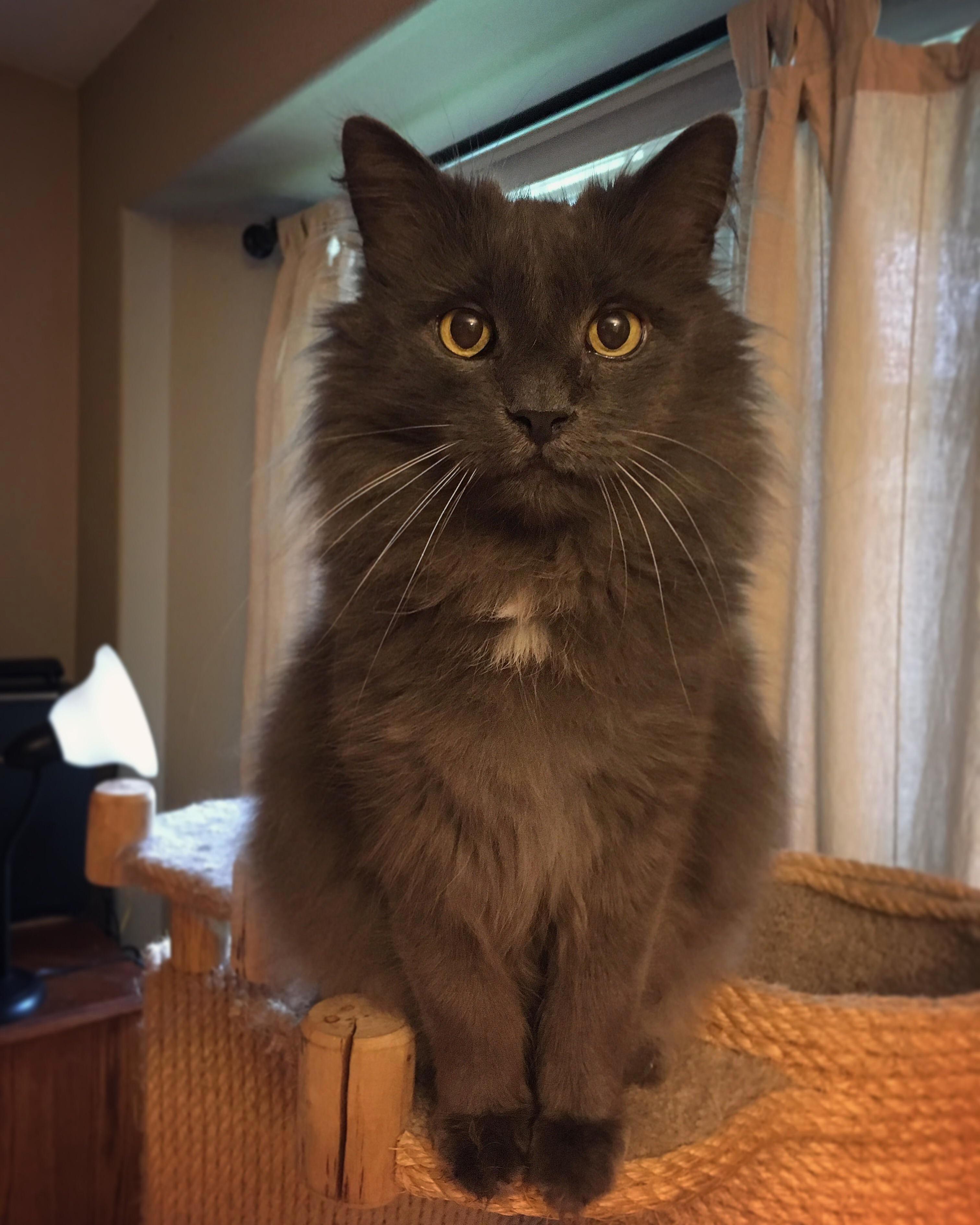 A Photographers Cat Sitting Pretty for the Camera.