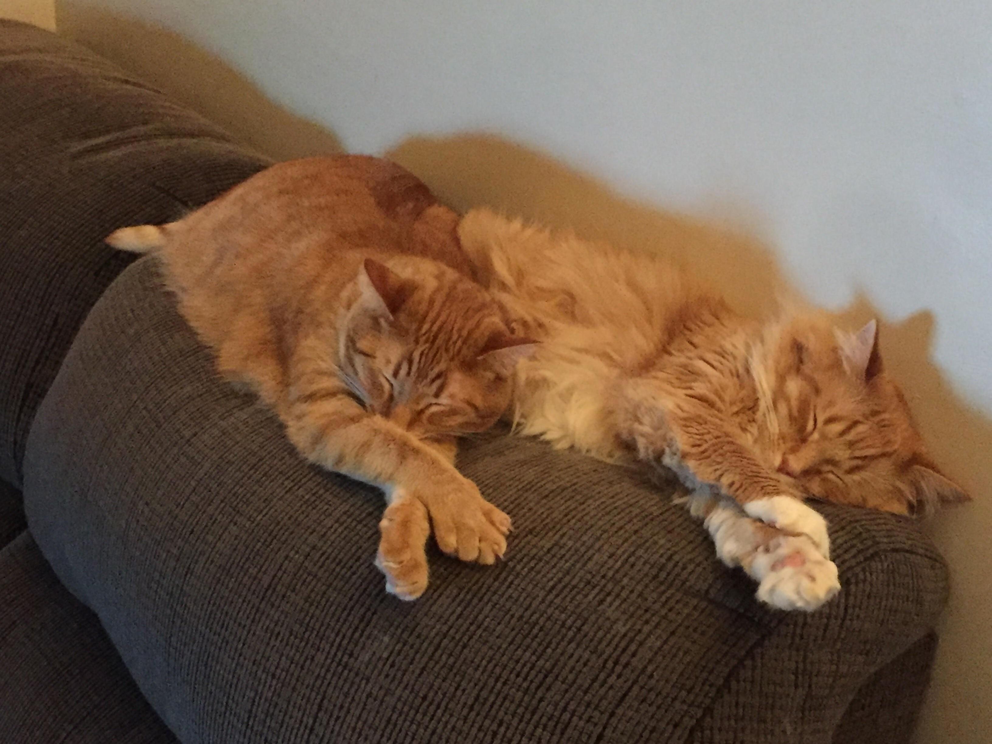 A Puddle of Cat on My Couch