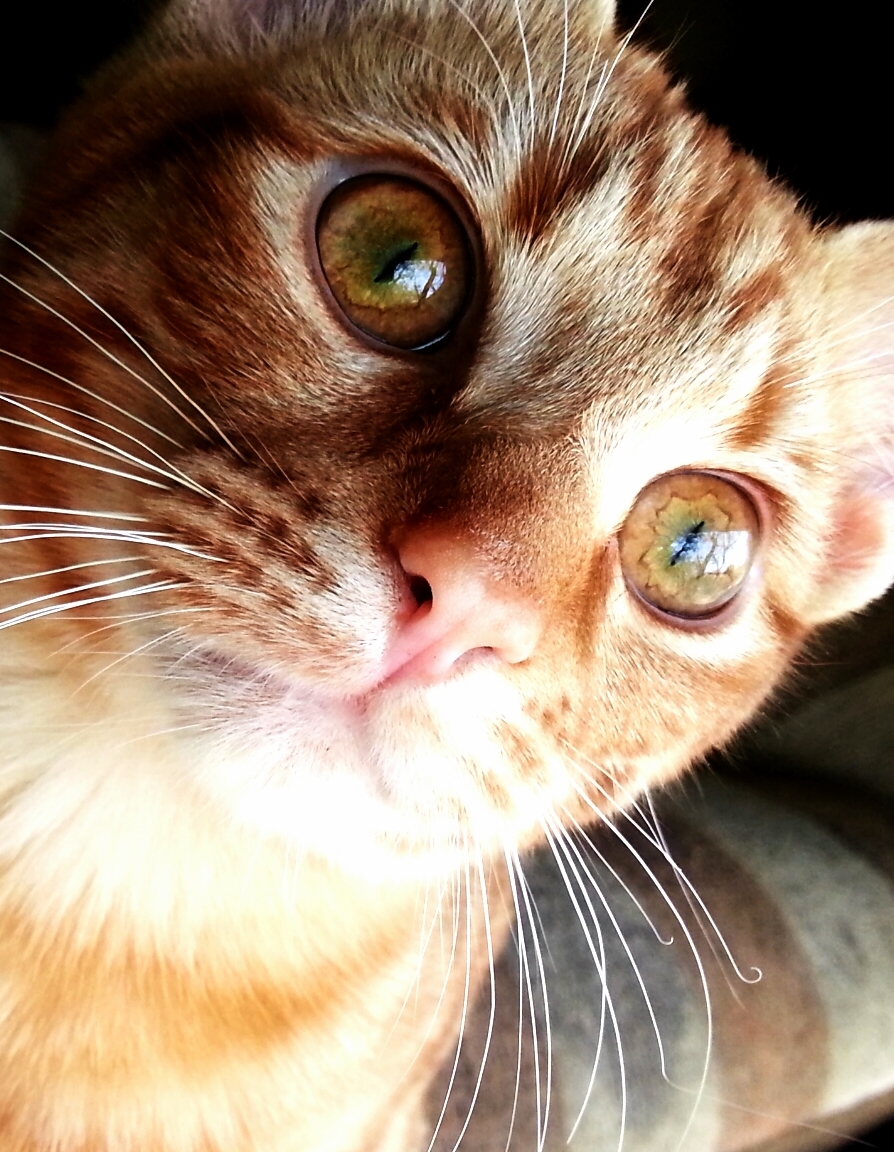 A Shout-out to My Kitty Tigz Who Disappeared Over Two Years Ago