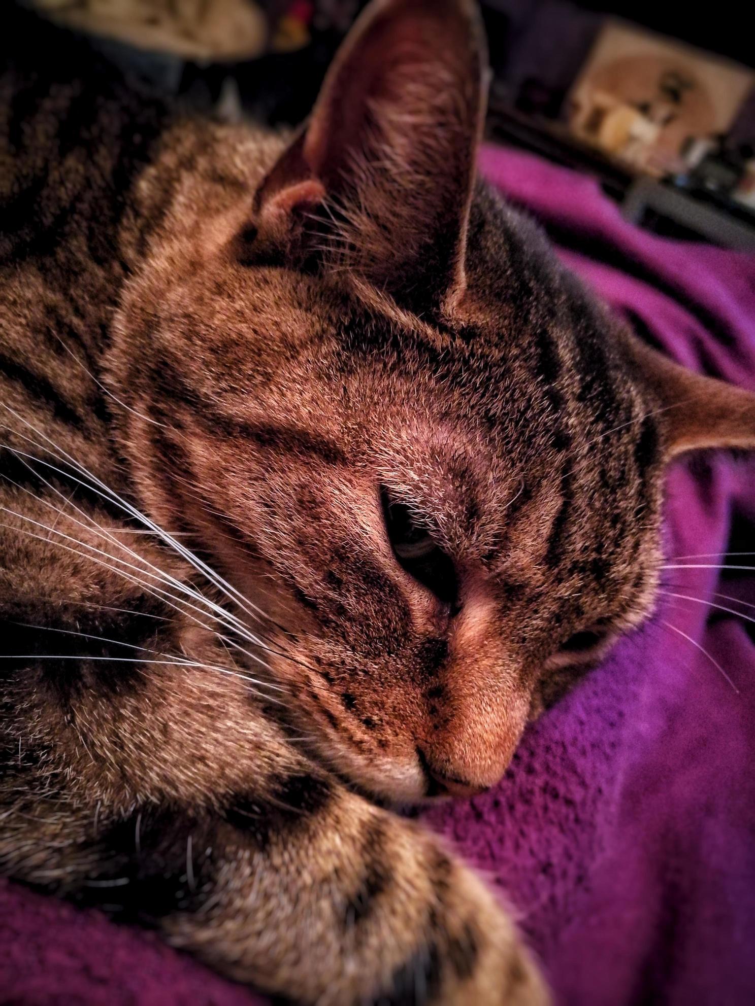 A Sleepy Fudge