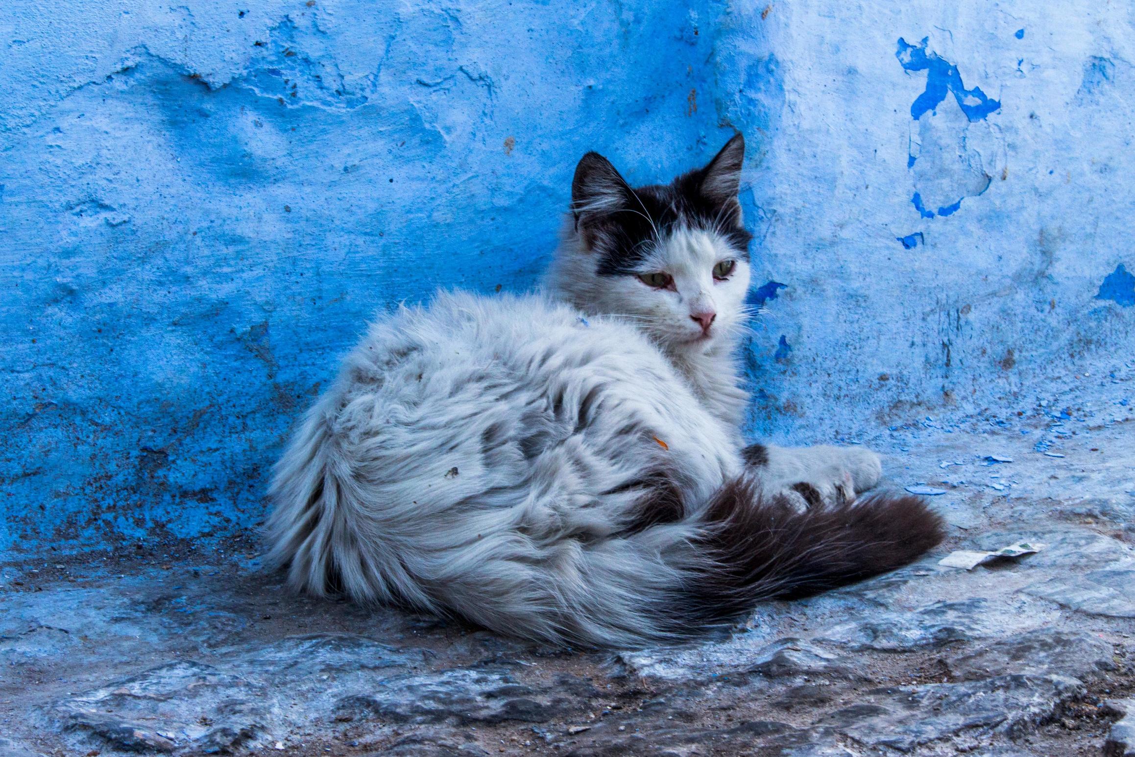 A Stray Alley Cat Chilling Out in Morocco