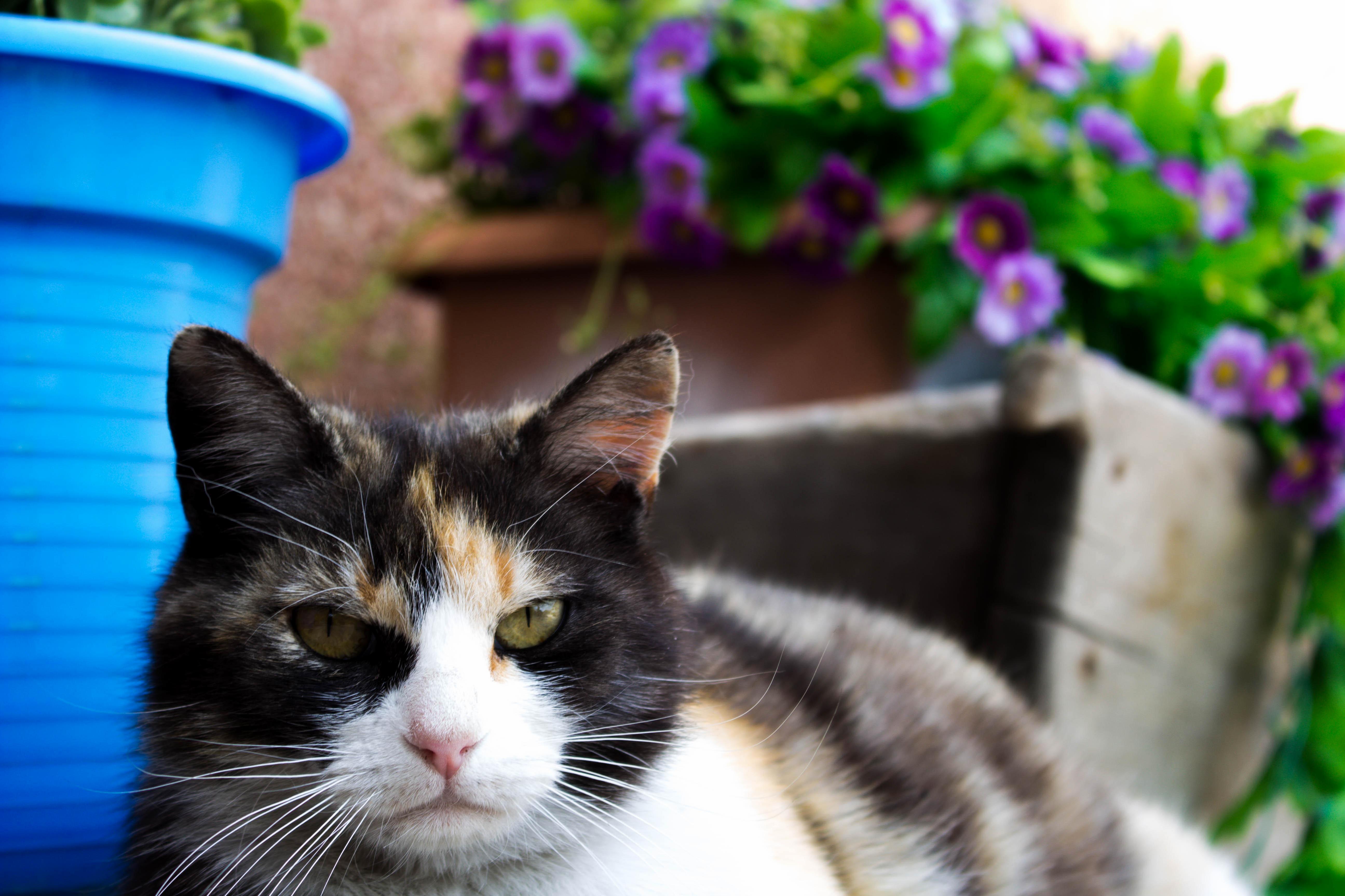 A Stray Cat from a Village.