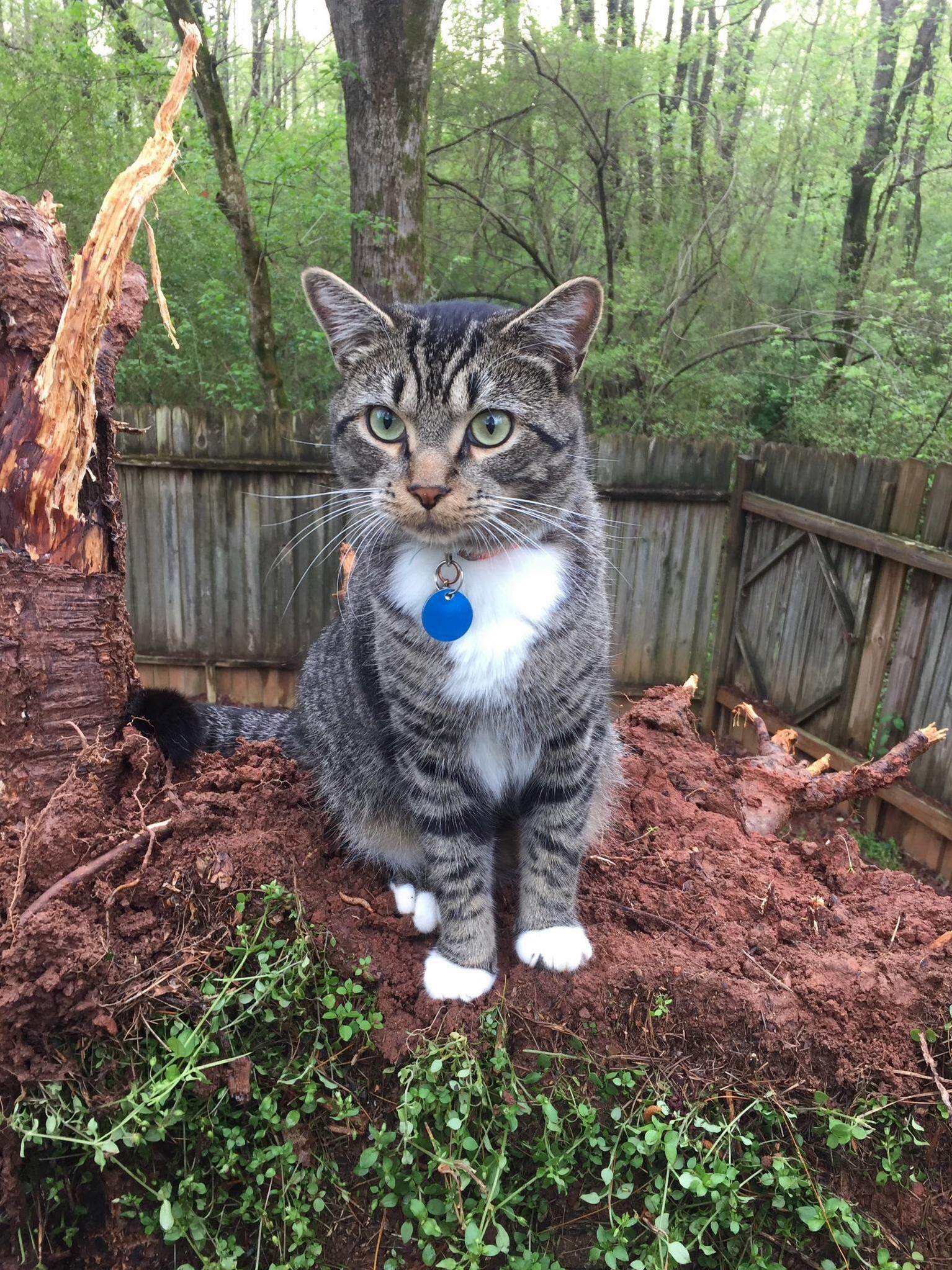 A Tree Fell on Our House During a Storm. at Least Someone Is Happy About It.