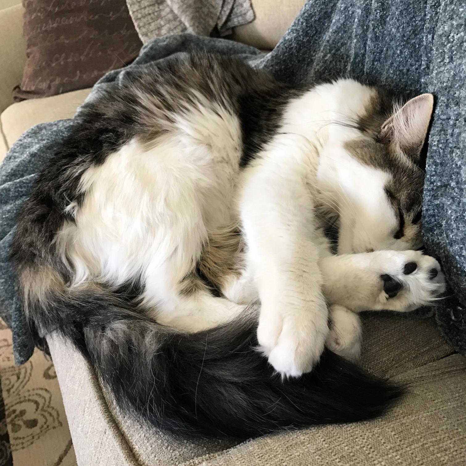A Tufty Cat Pretzel
