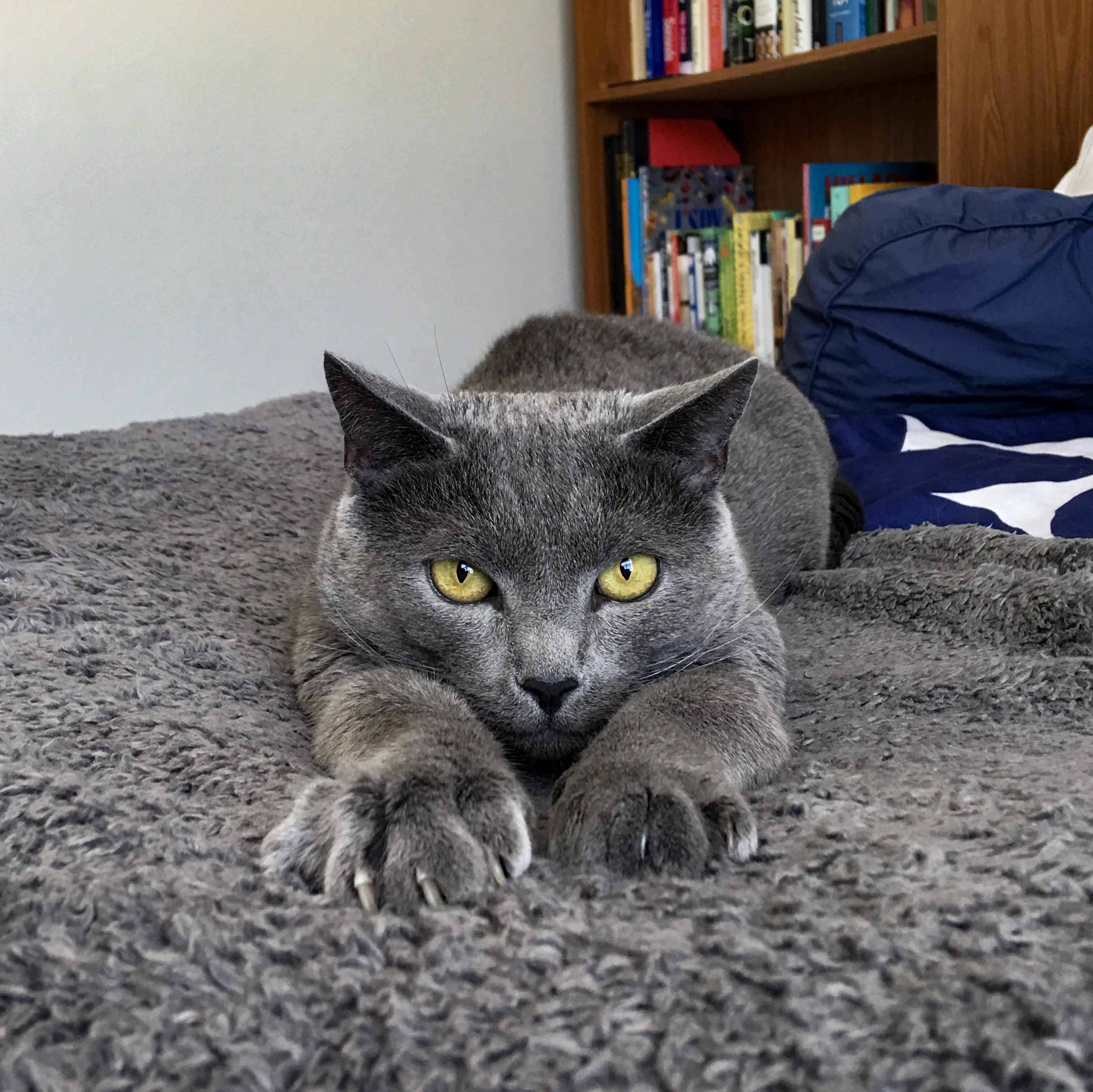About to Pounce from Very Comfy Camouflage.