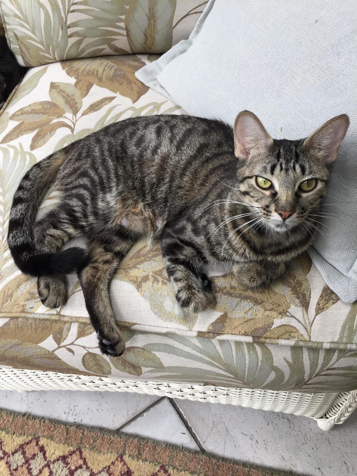 Abyssinian Mix