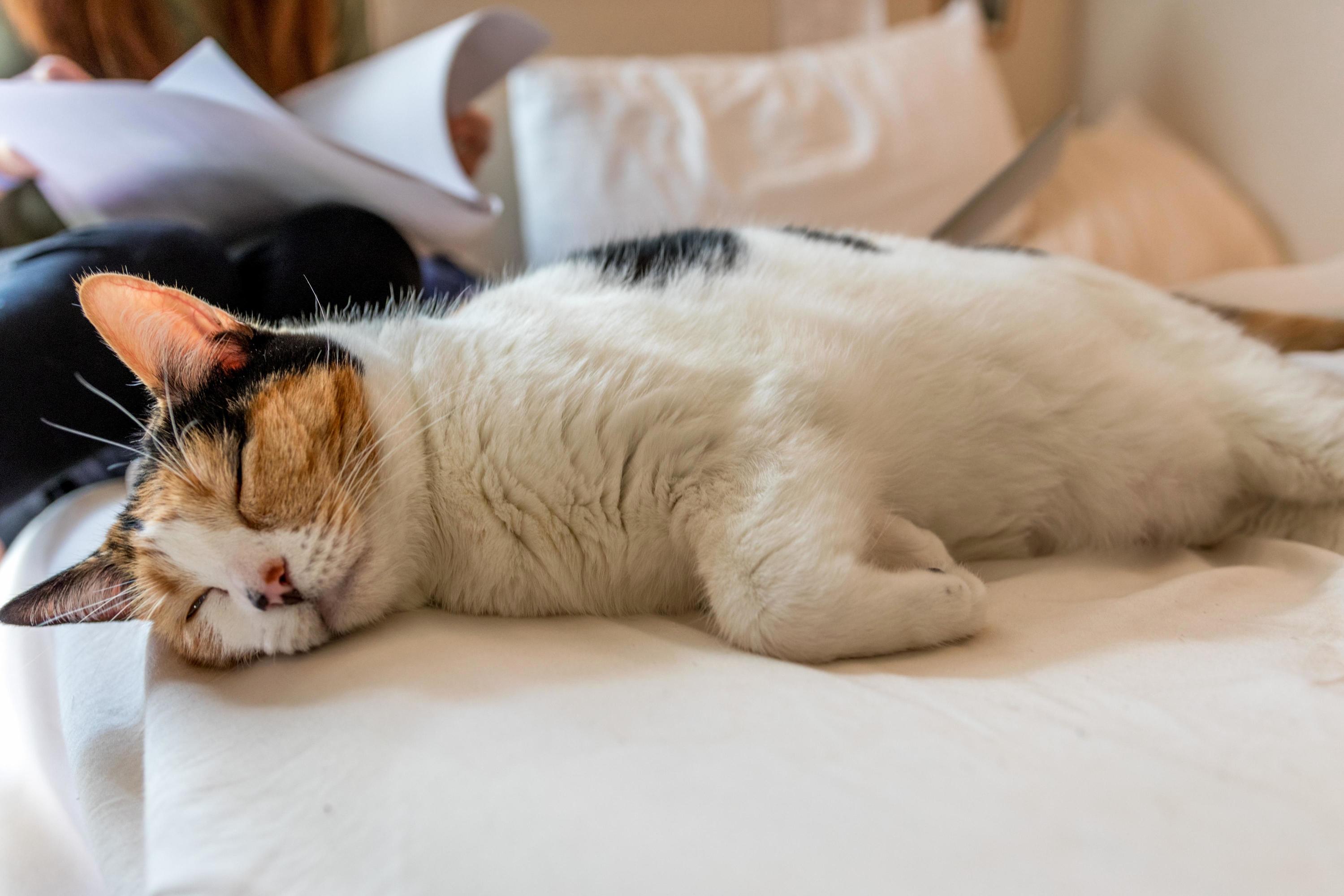After a Long Day of Napping...