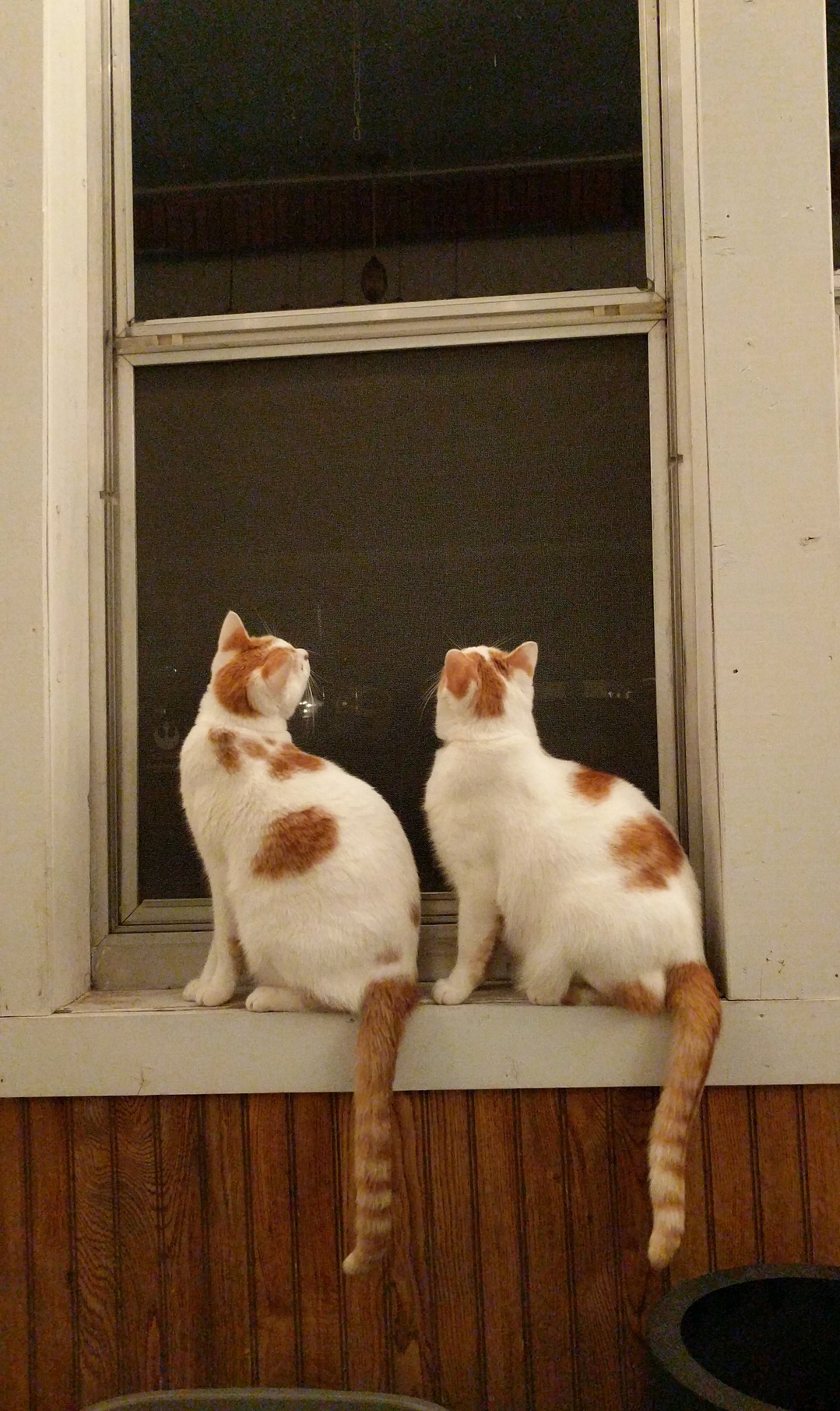 After a Long Winter the Boys Are Happy to Be on the Porch.