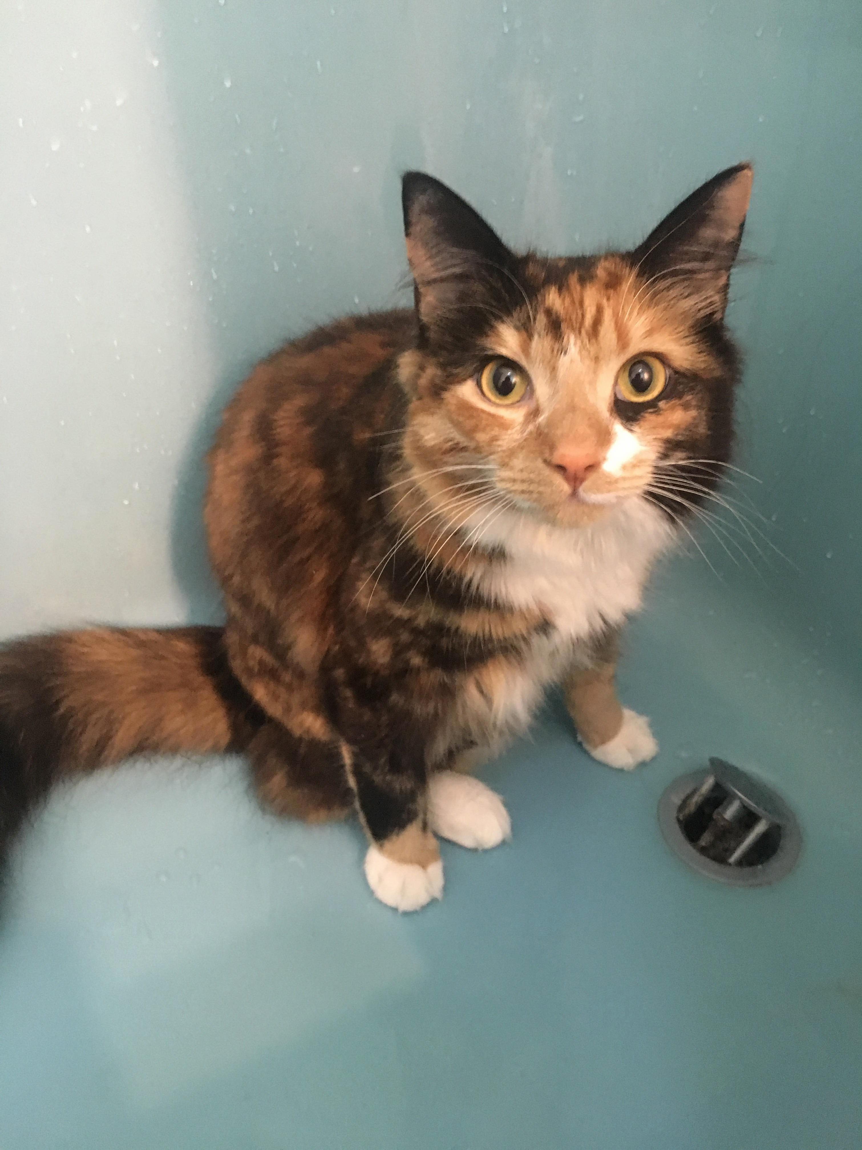 After I Finish Showering She Climbs in and Rolls Around in the Water
