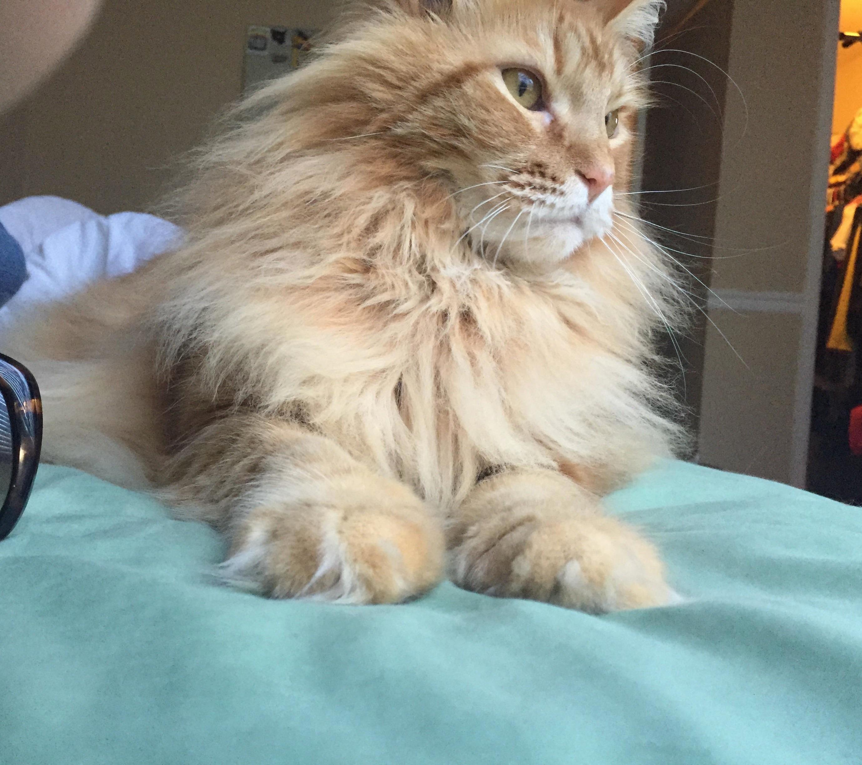 Albus So Handsome