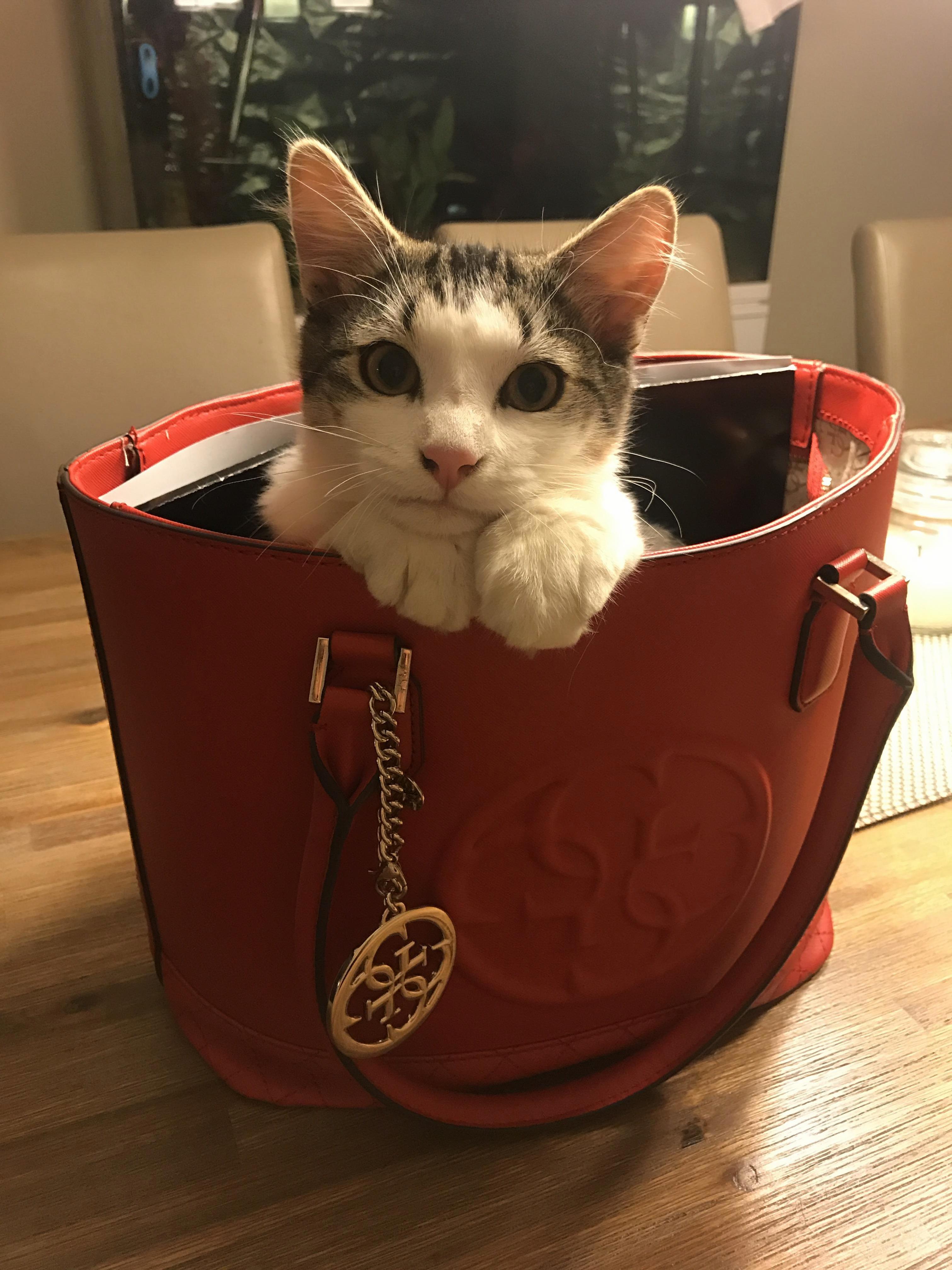 Alf in My Mums Handbag